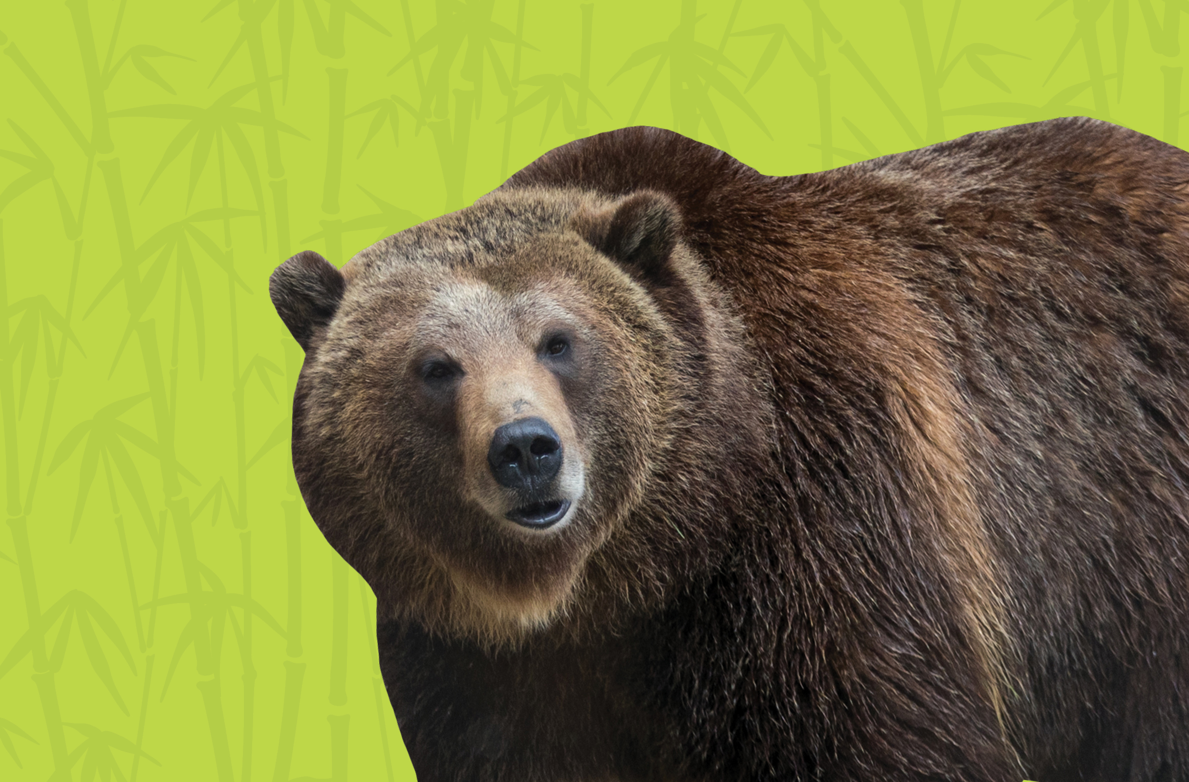 Activity Page: Grizzly Bear Spot the Difference | Reid Park Zoo