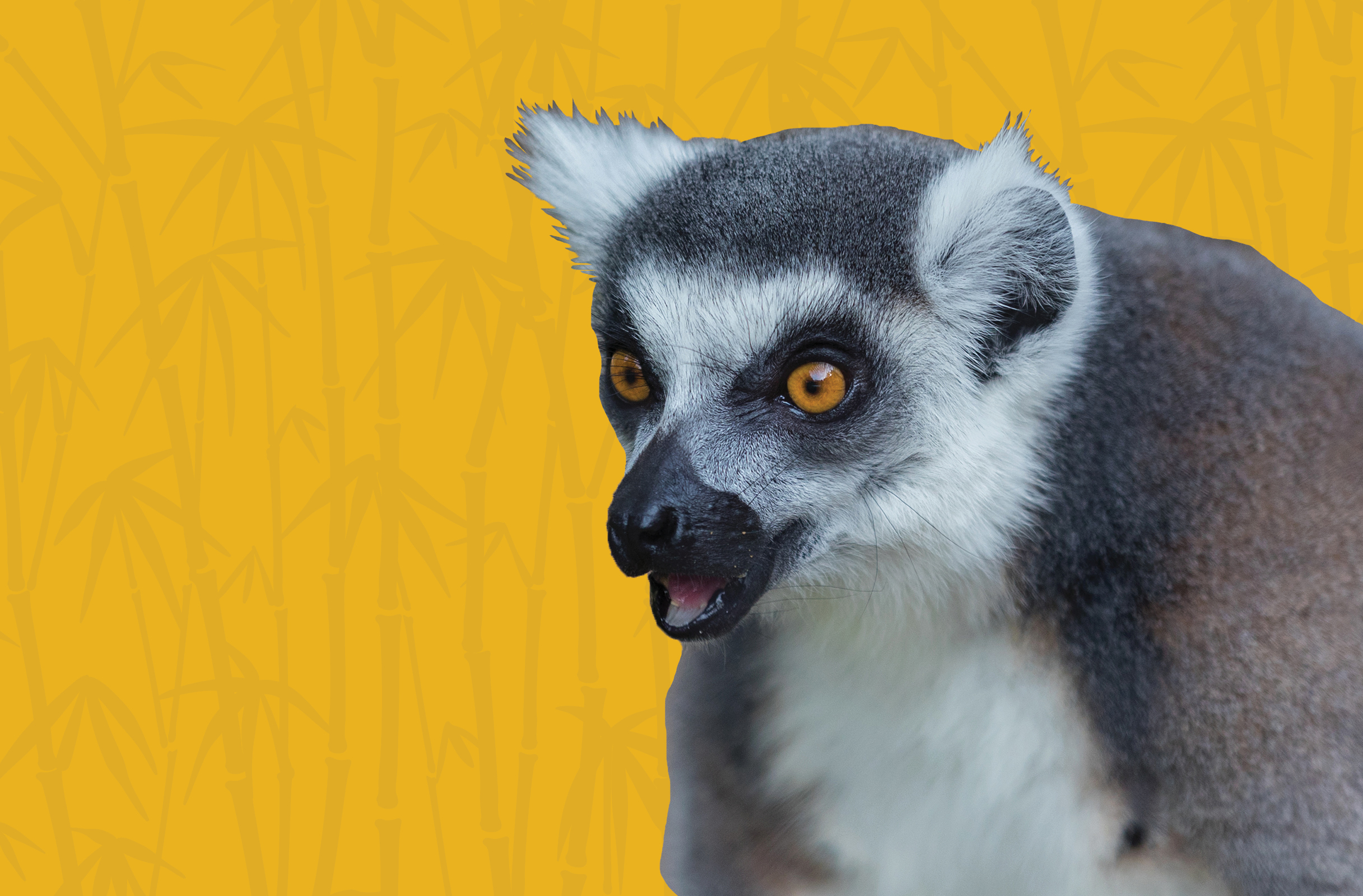 Activity Page: Lemur Maze