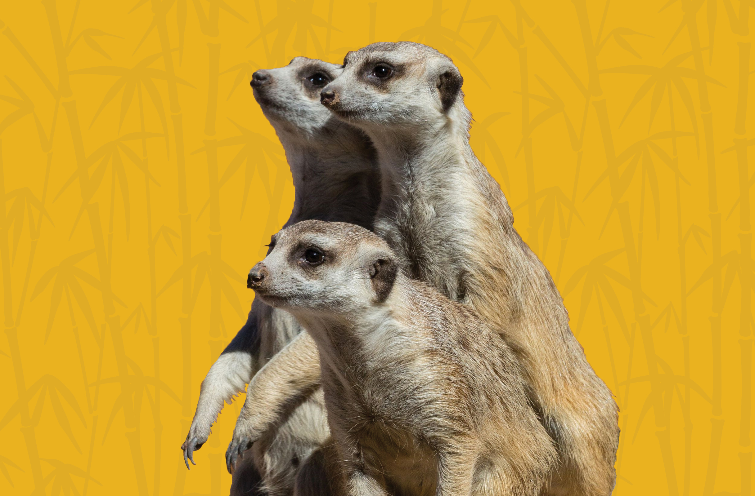 Activity Page: Spot the Matching Meerkats
