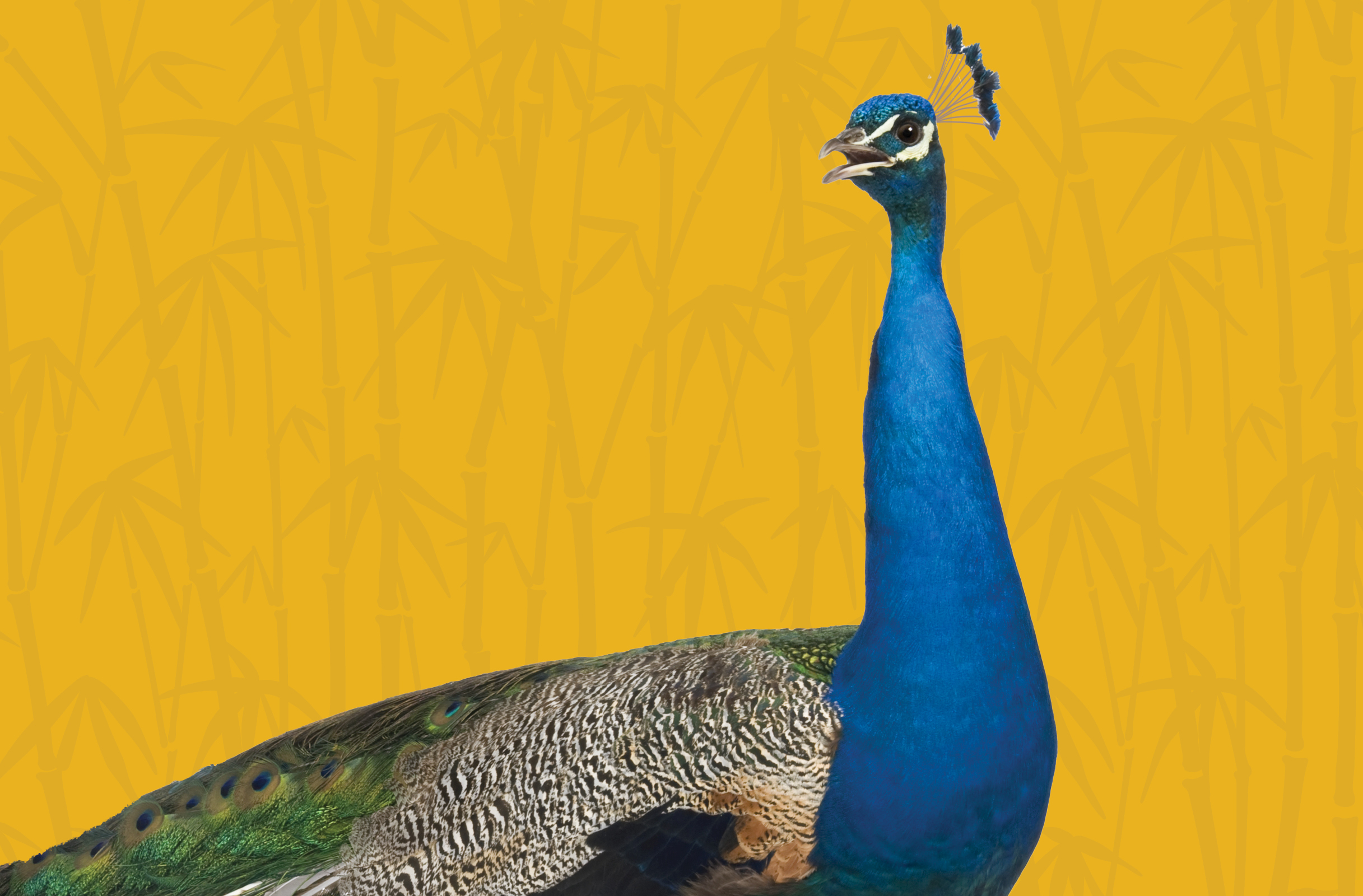 Activity Page: Peacock Color by Numbers