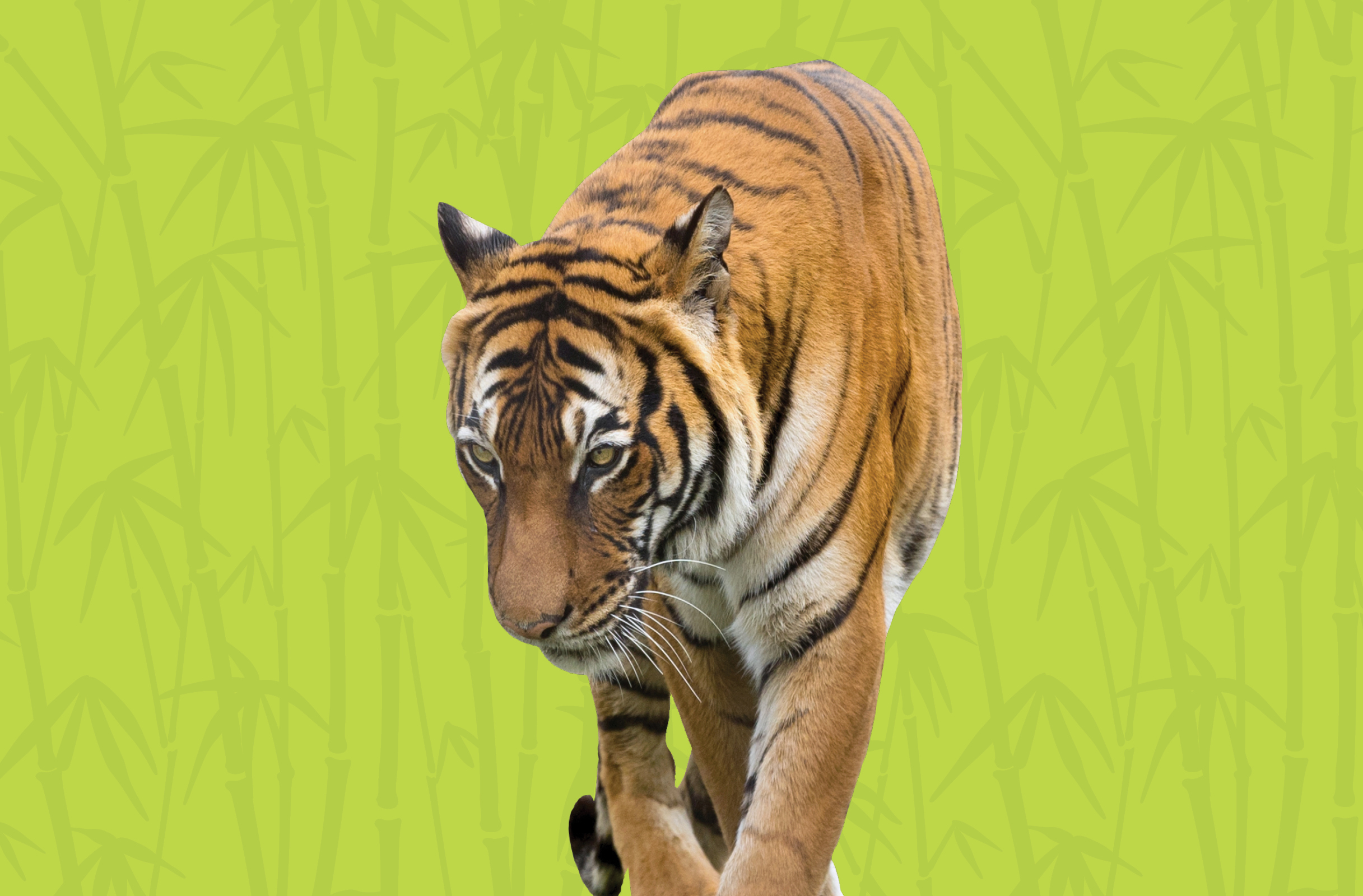 Activity Page: Learn to Draw a Tiger