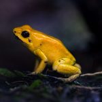 Today is World Frog Day!