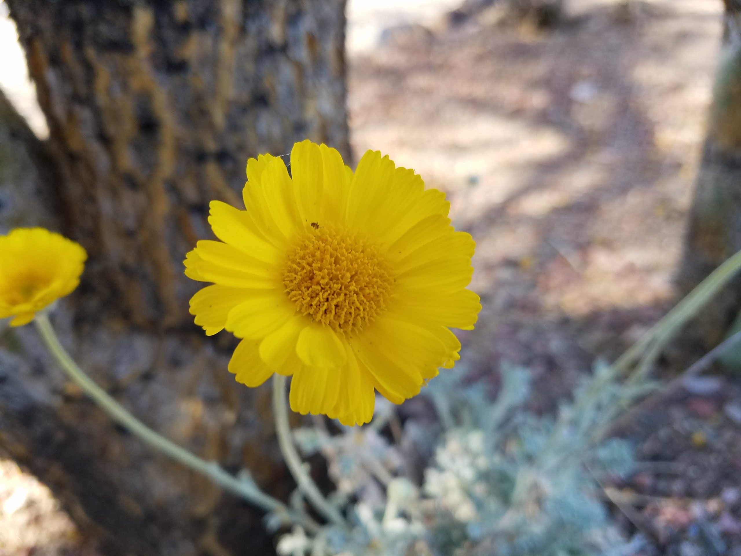 Inviting Nature into Your Yard