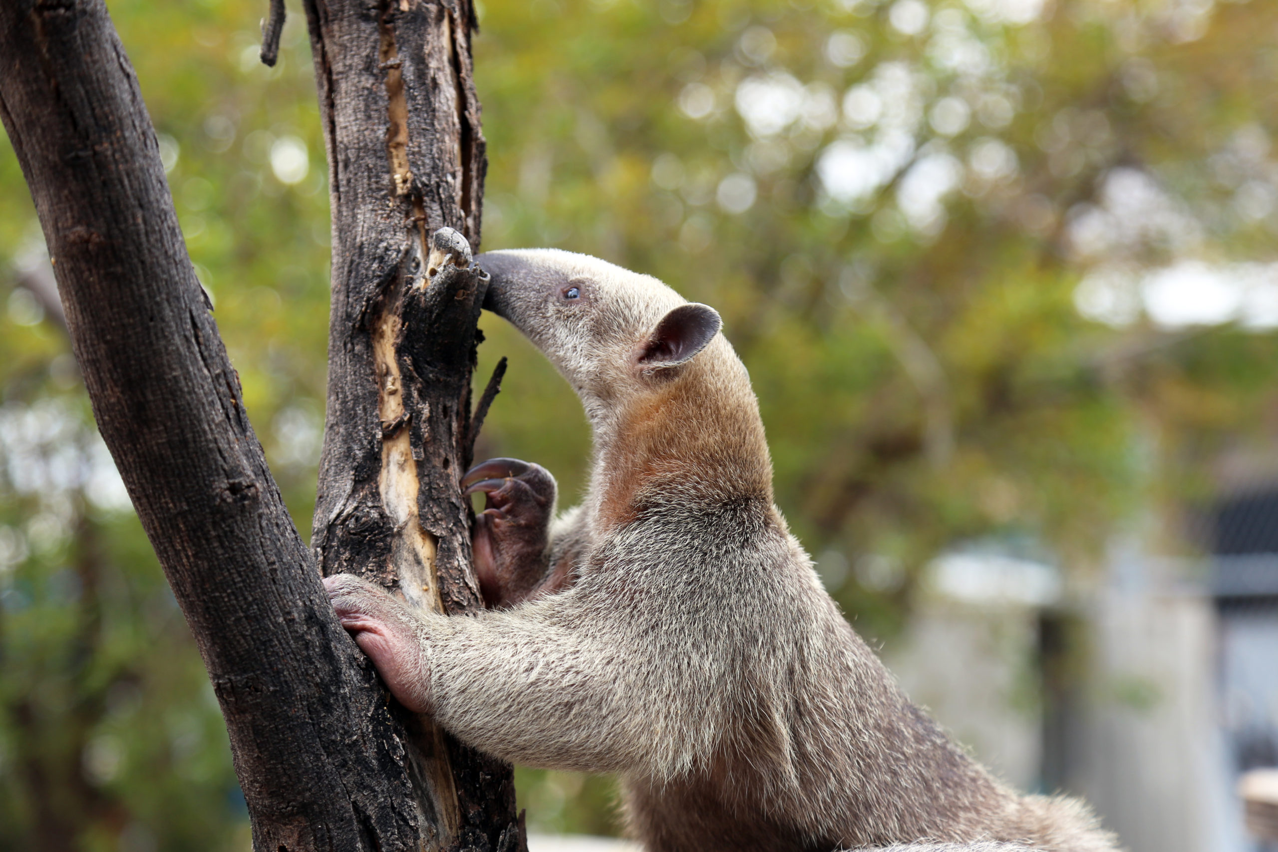 Anteater's Relatives | Reid Park Zoo
