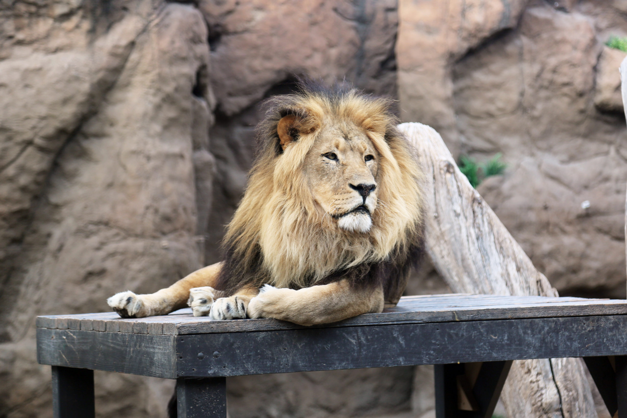 African Lion | Reid Park Zoo