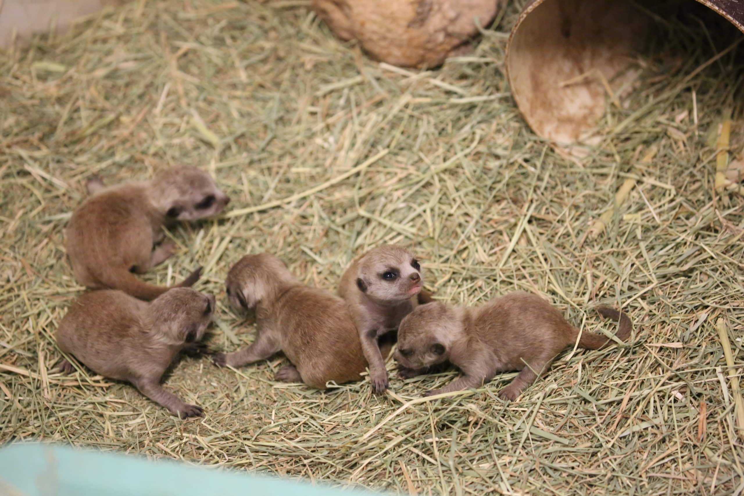 The Meerkat Pups are Opening Their Eyes!