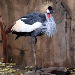 New Neighbors for the Crowned Cranes
