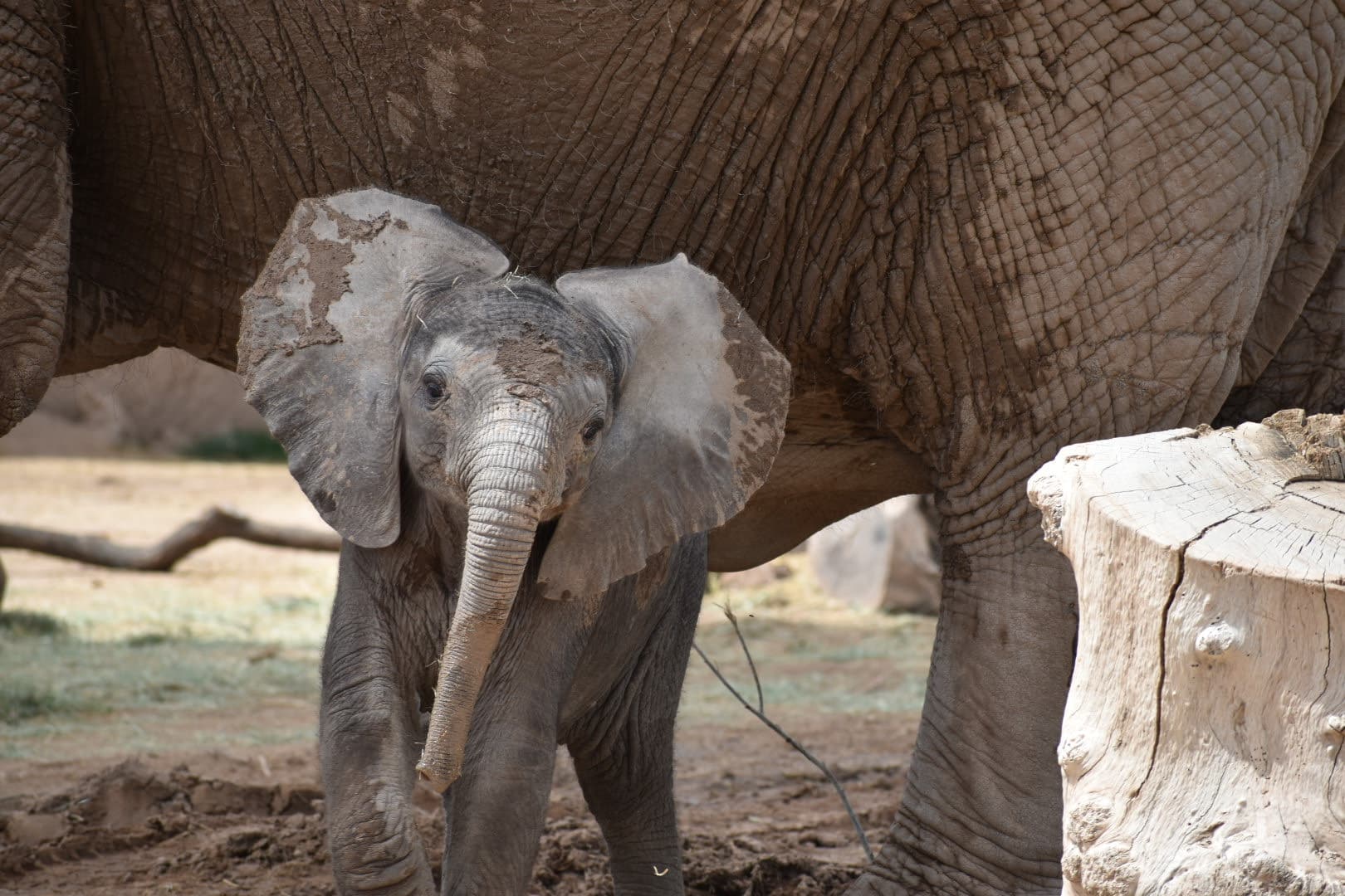 Mapenzi Explores New Part of Elephant Habitat