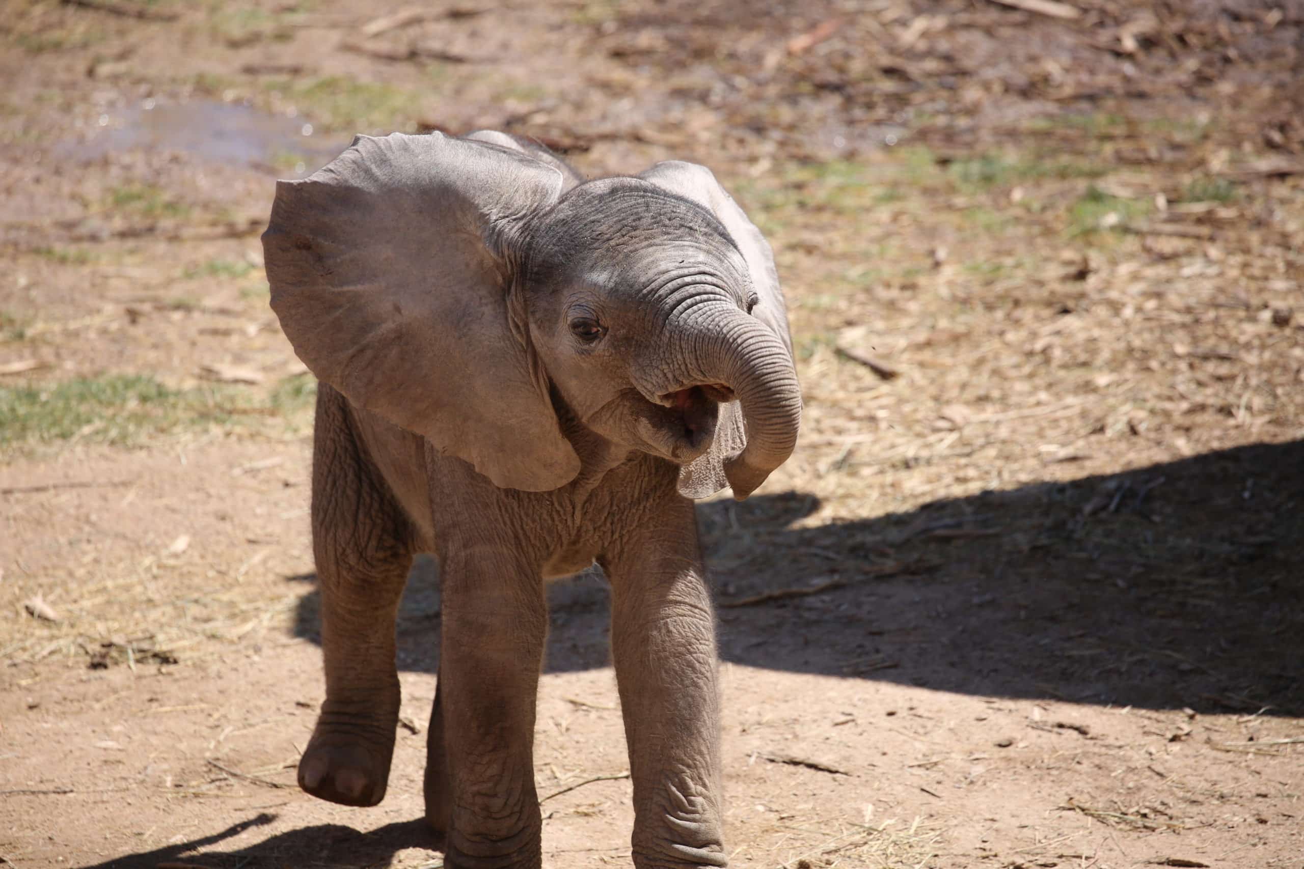 Mapenzi Trunk Development