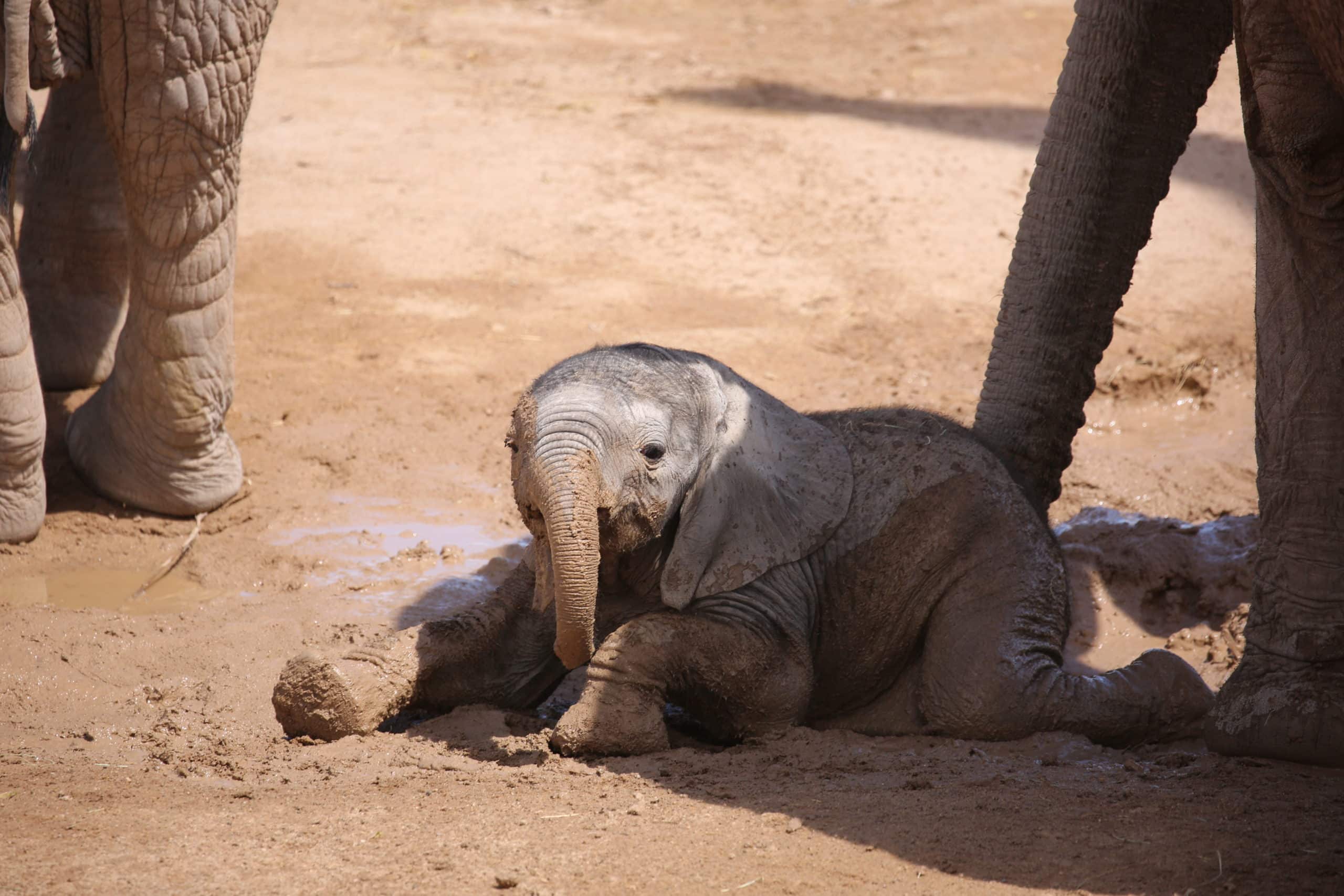 Mapenzi Playing in the Mud