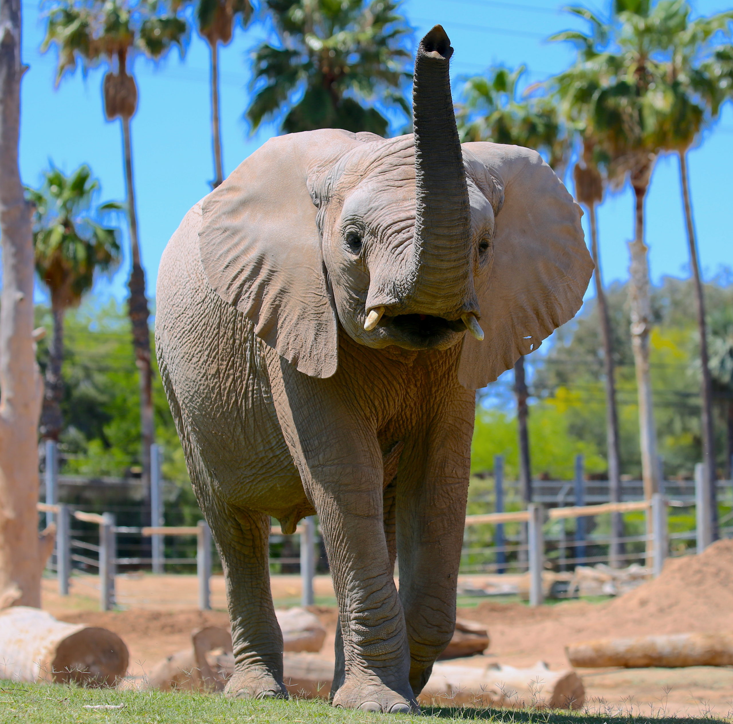 It's a Girl! African Elephant Newborn on Exhibit at San Diego Zoo