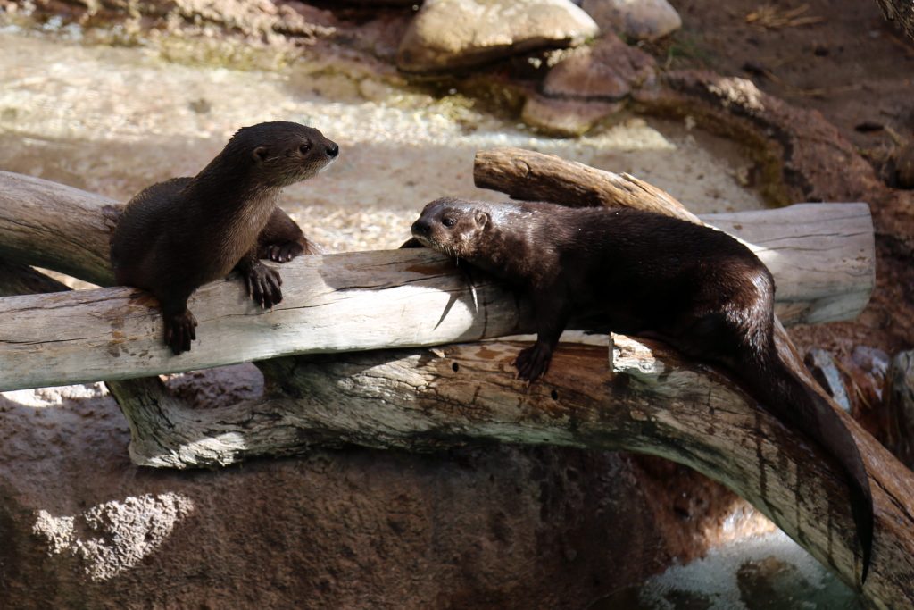 Otters