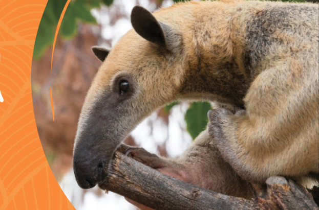 Remember Your Zoo This Arizona Gives Day