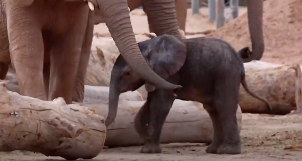 Video: Elephant Calf’s First Week!