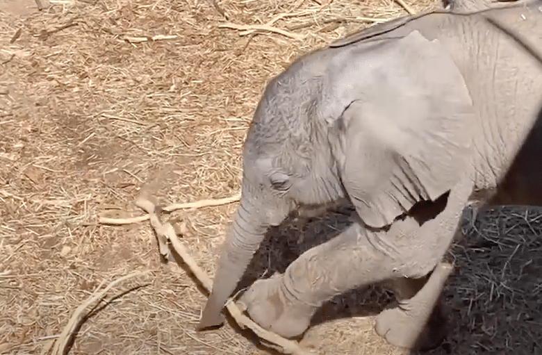 Hello, Little Elephant!