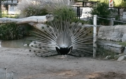 Peafowl Mating Season