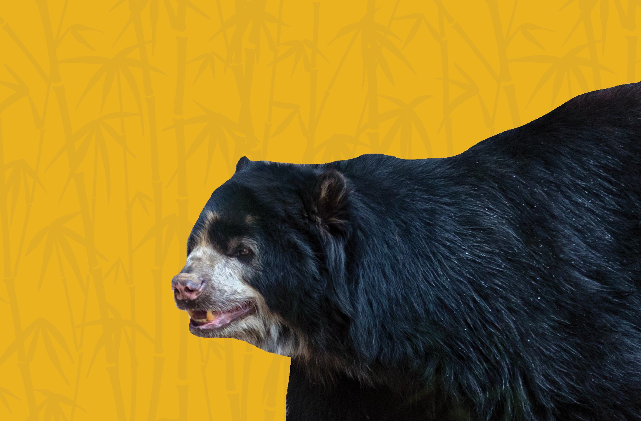 Activity Page: Andean Bear Word Scramble