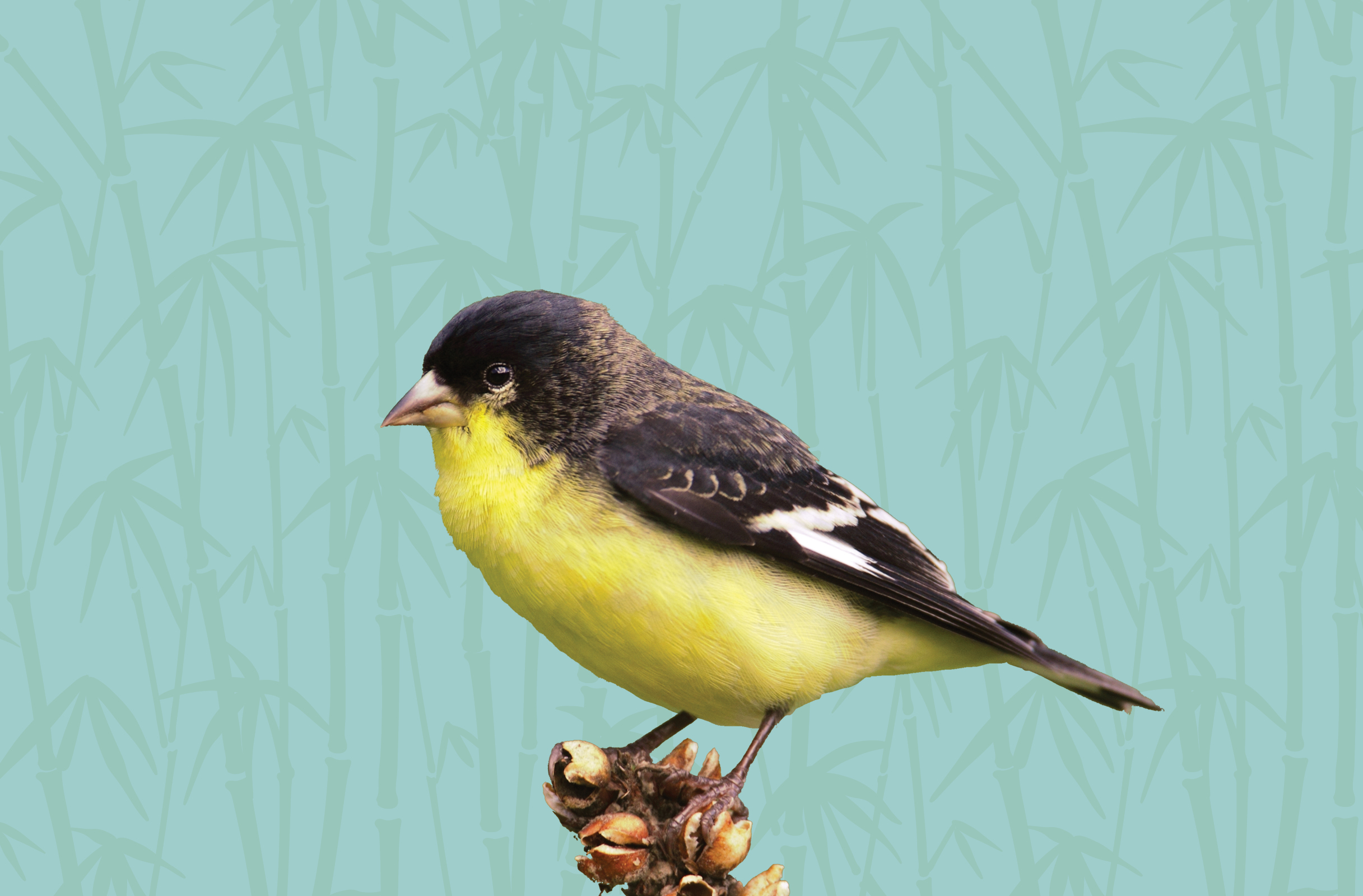 Activity Packet: Backyard Birds and Appreciating Nature From Home