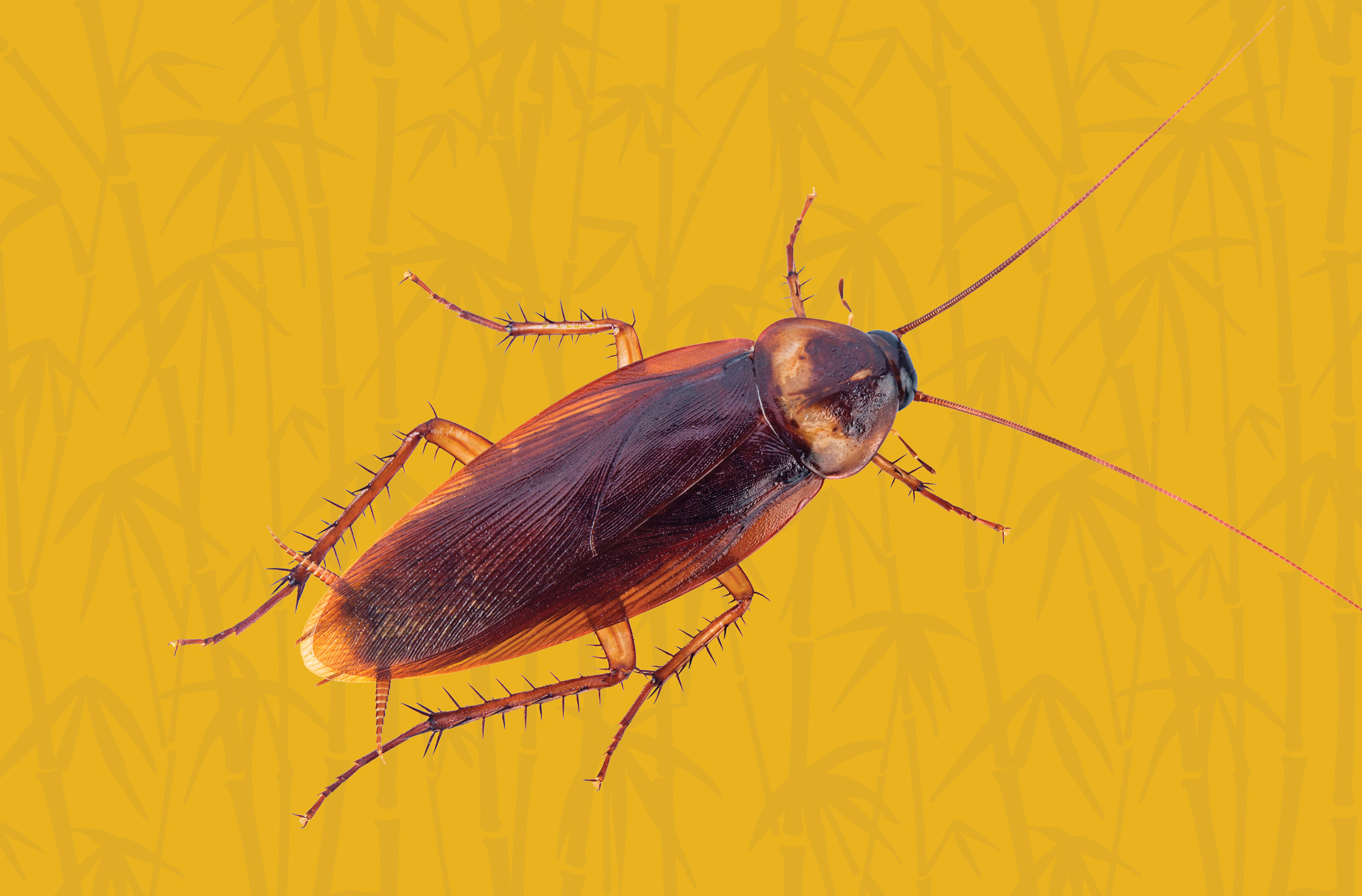 Activity Page: Cockroach Inspiration Drawing