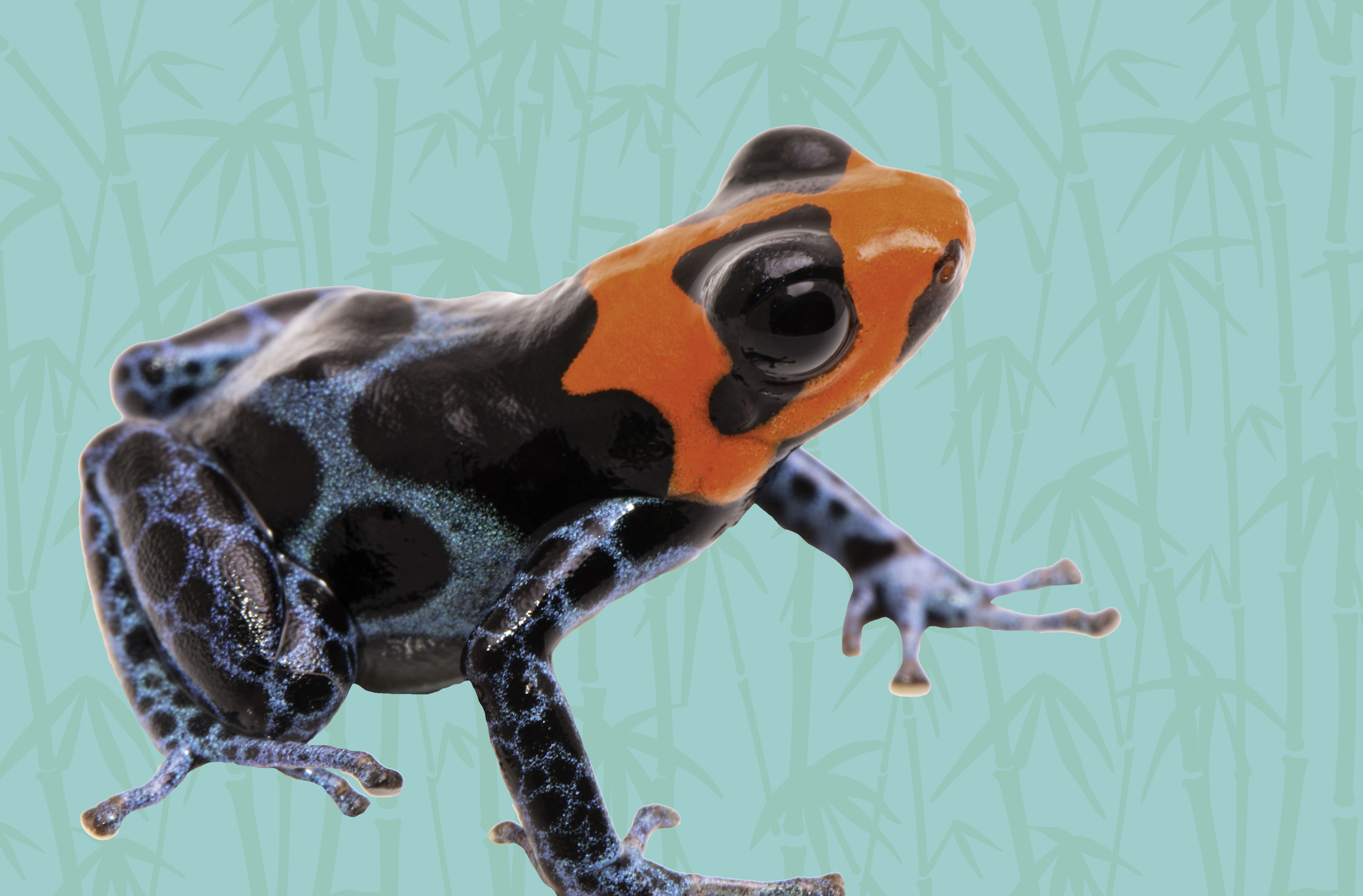 Download Activity Page: Dart Frog Coloring Page | Reid Park Zoo