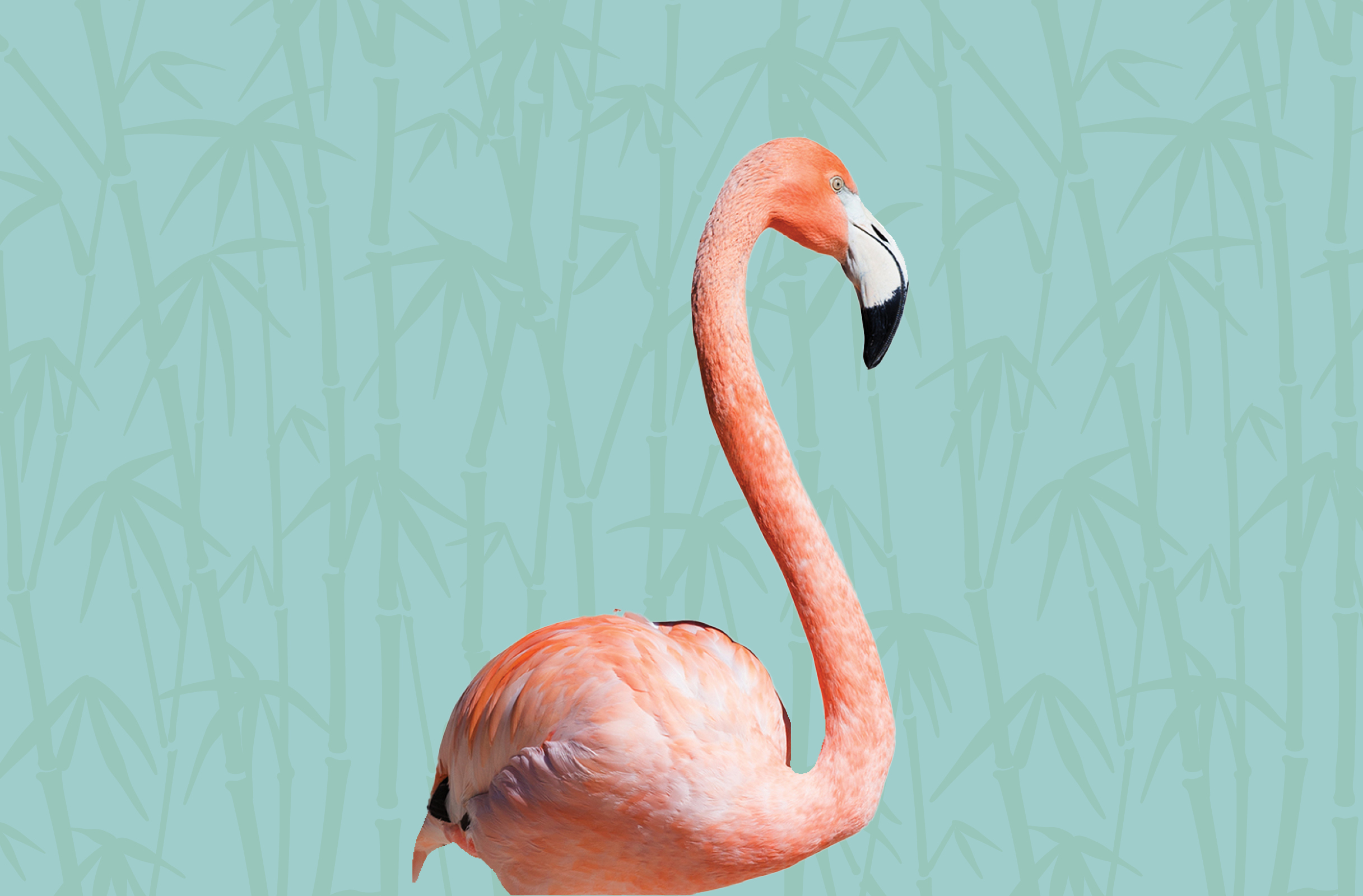 Activity Page: Flamingo Connect the Dots