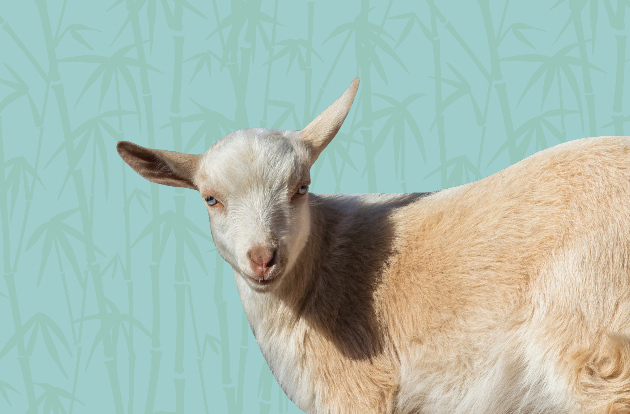 Activity Page: Goat Sketch