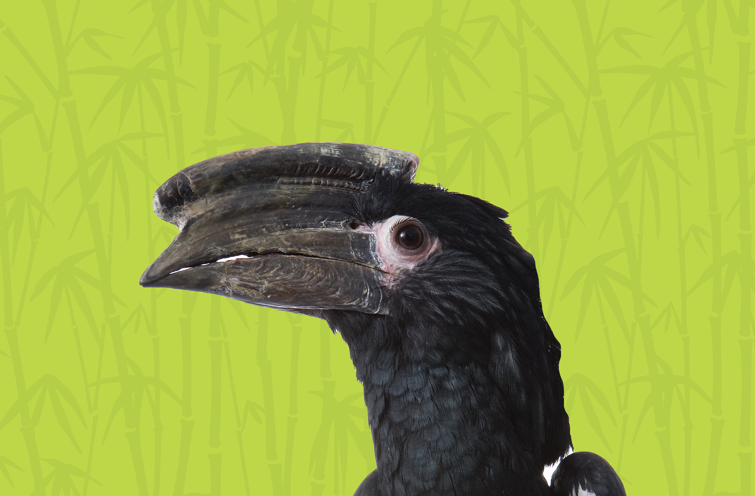 Activity Page: Hornbill Maze