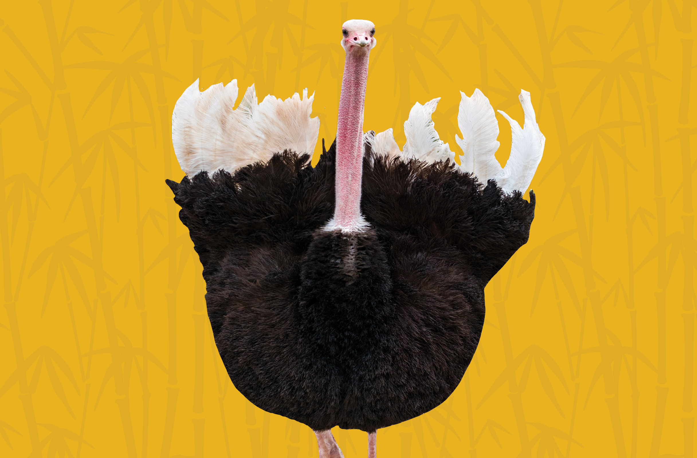 Activity Page: Ostrich Drawing