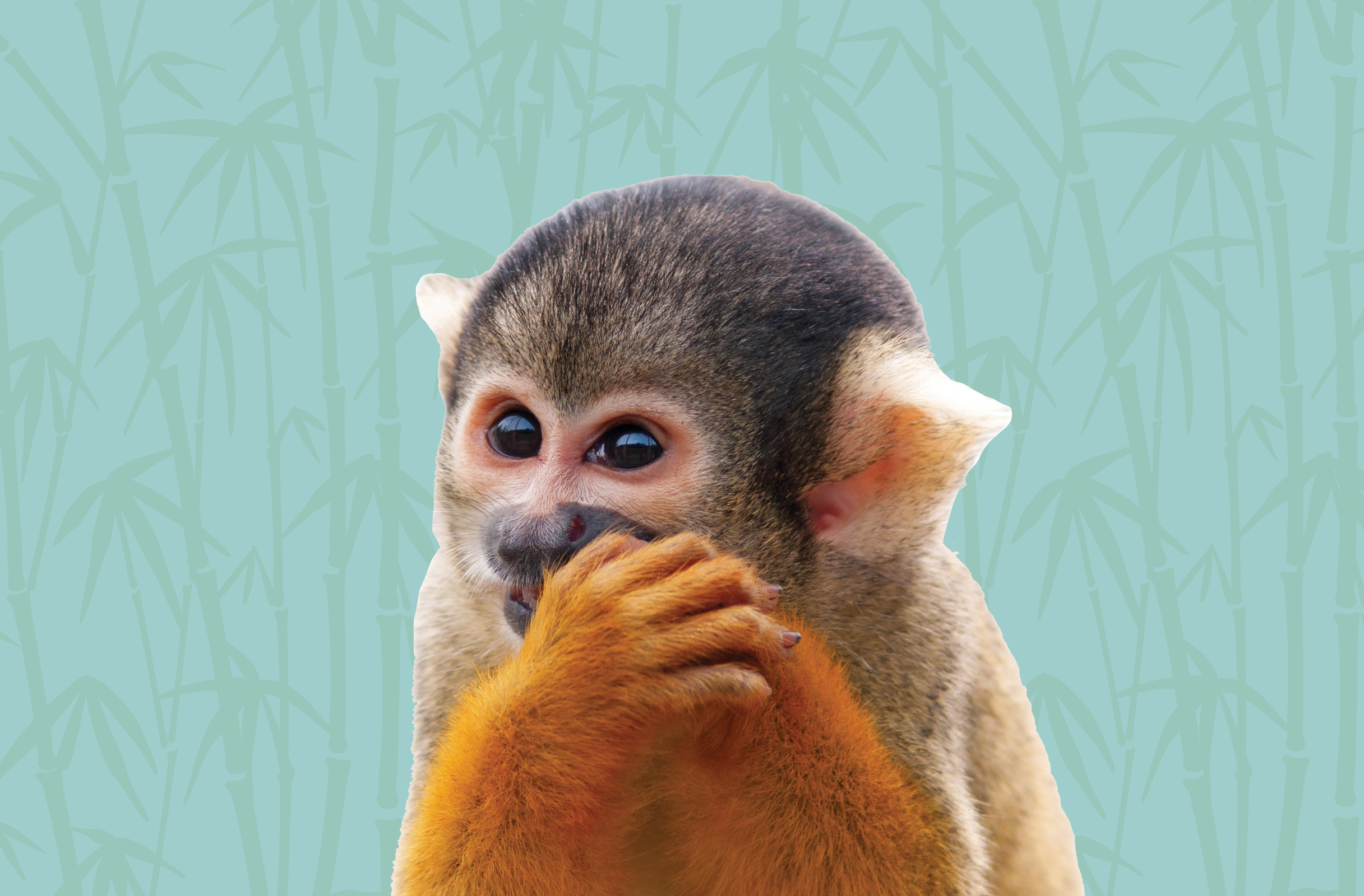 Activity Page: Squirrel Monkey Pick a Path