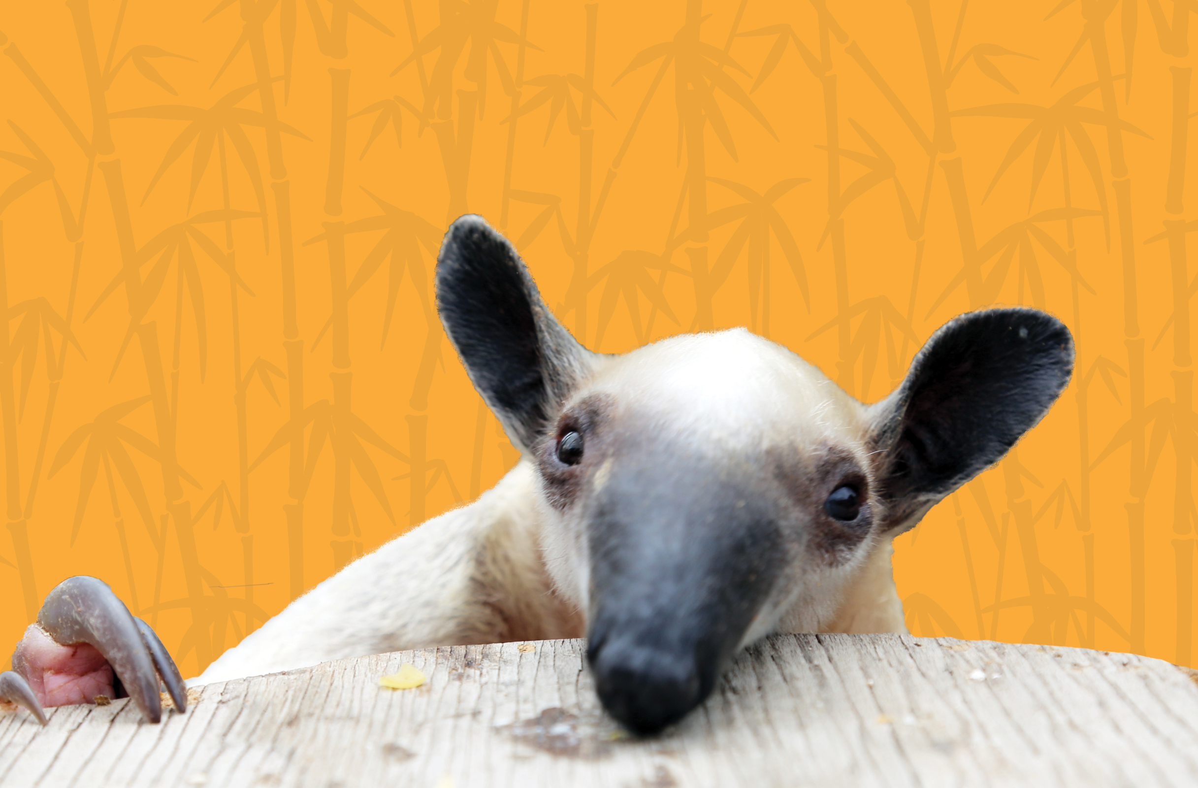 Activity Page: Tamandua Ant Hill Sketch