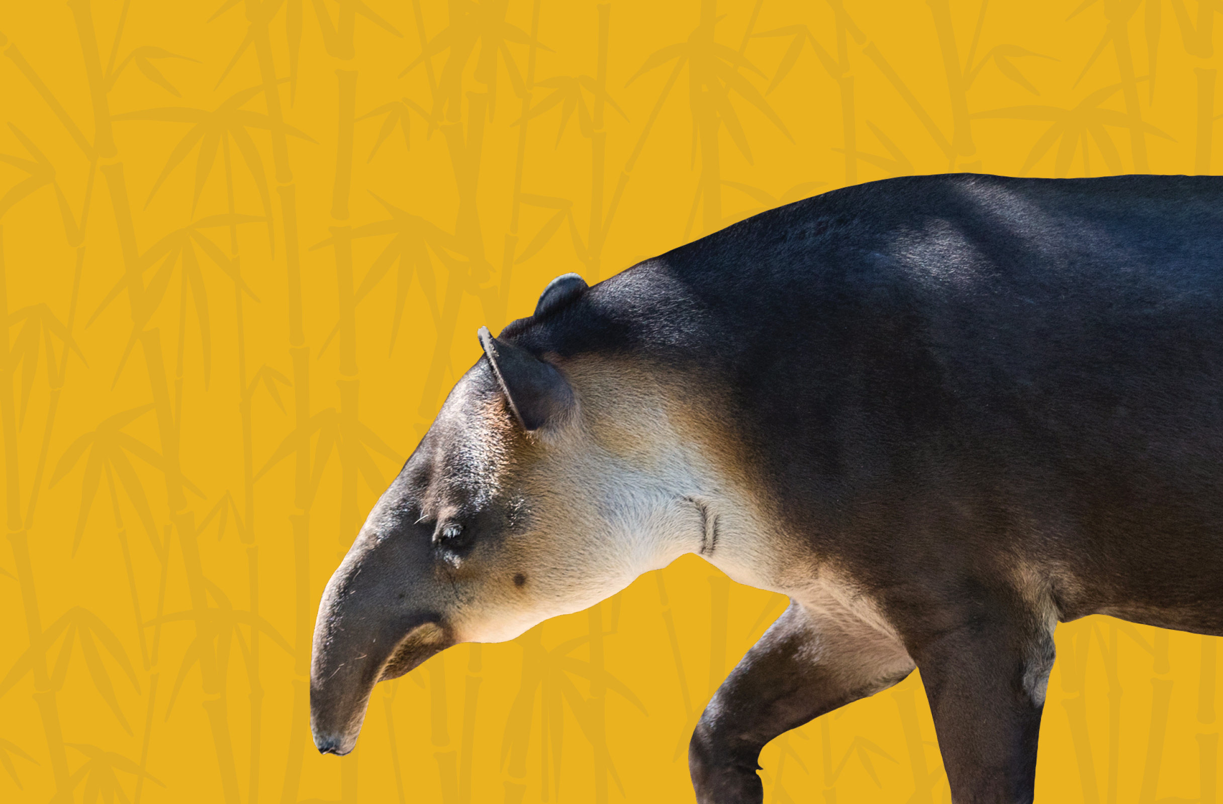 Activity Page: Tapir Stripes