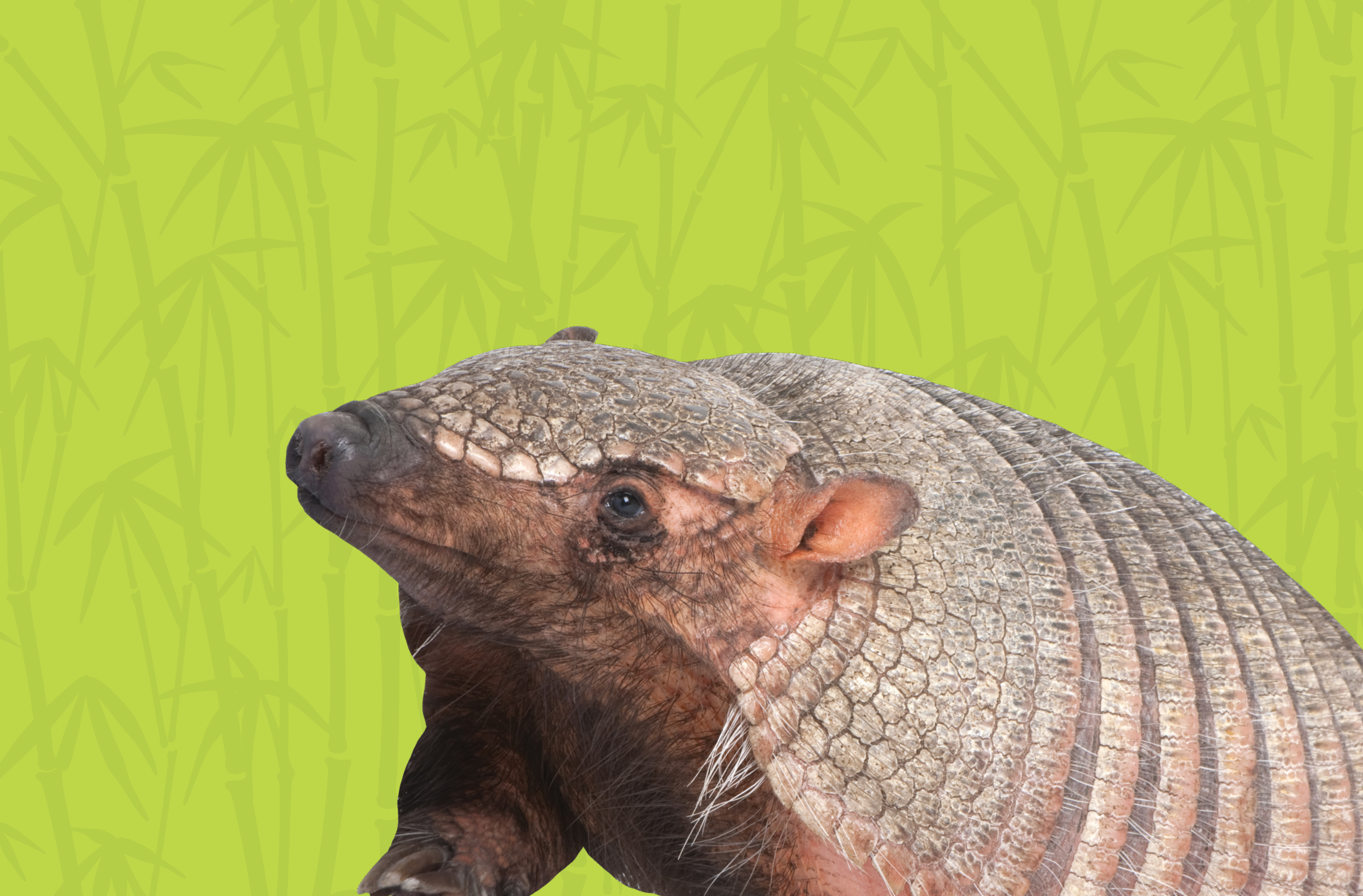 Activity Page: Armadillo Word Scramble