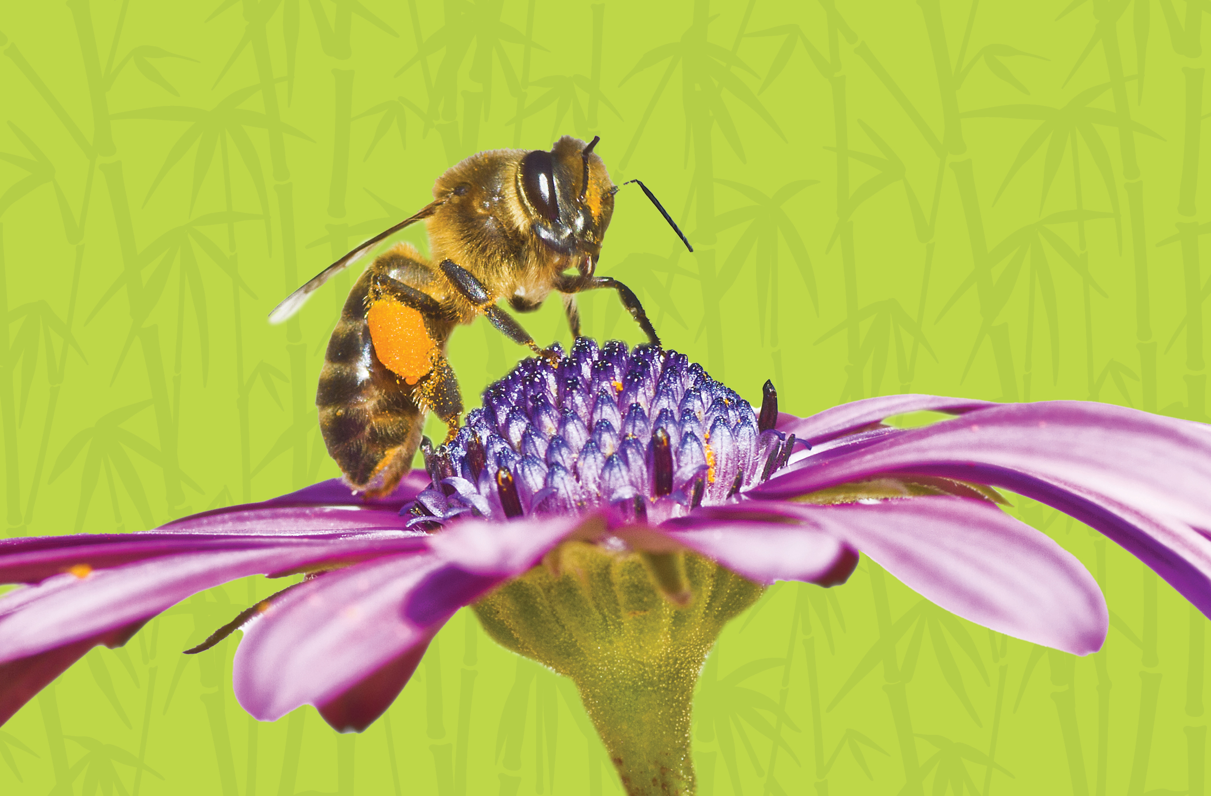 Activity Page: Pollinators Maze