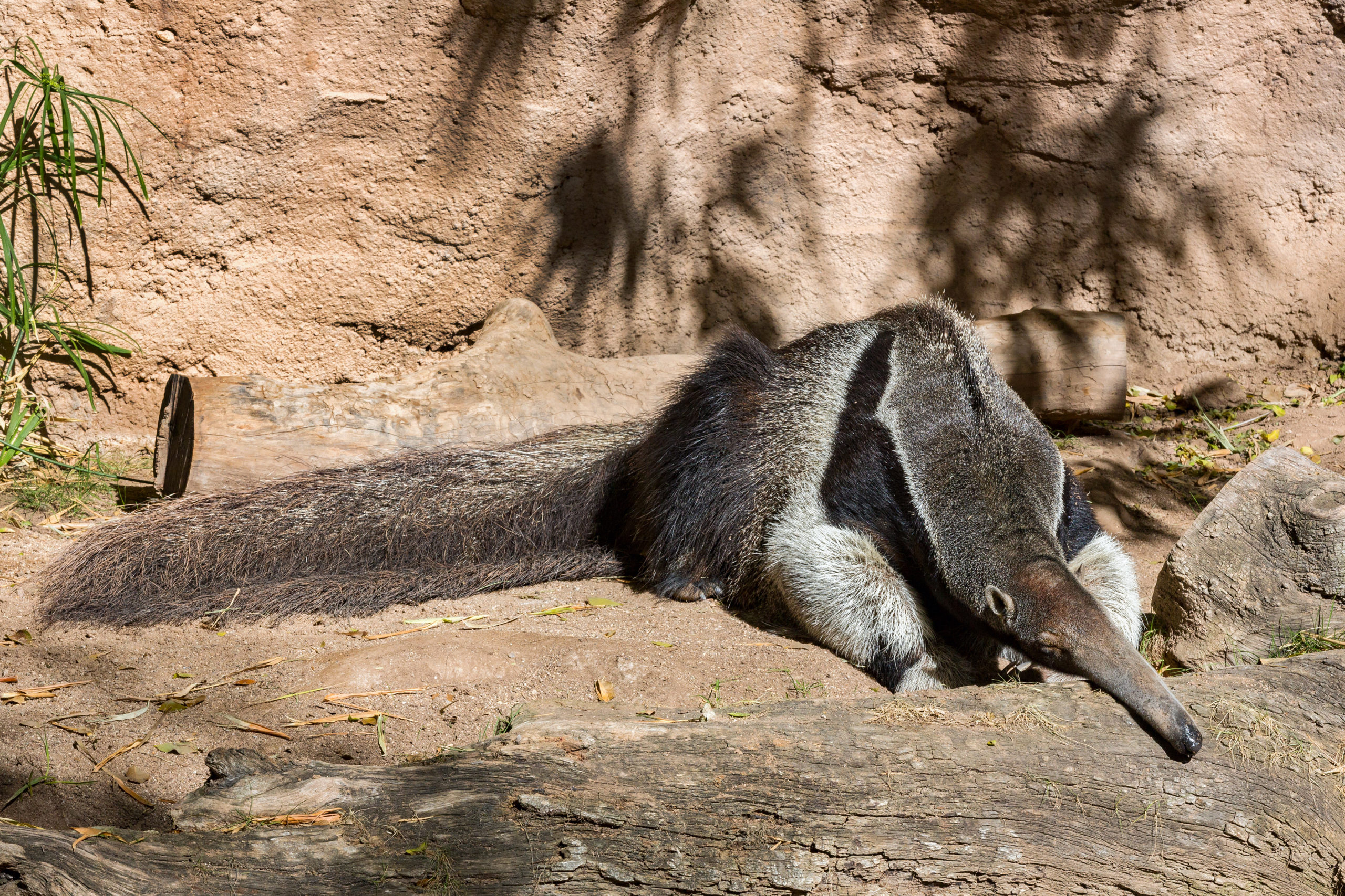 how-do-anteaters-sleep-reid-park-zoo