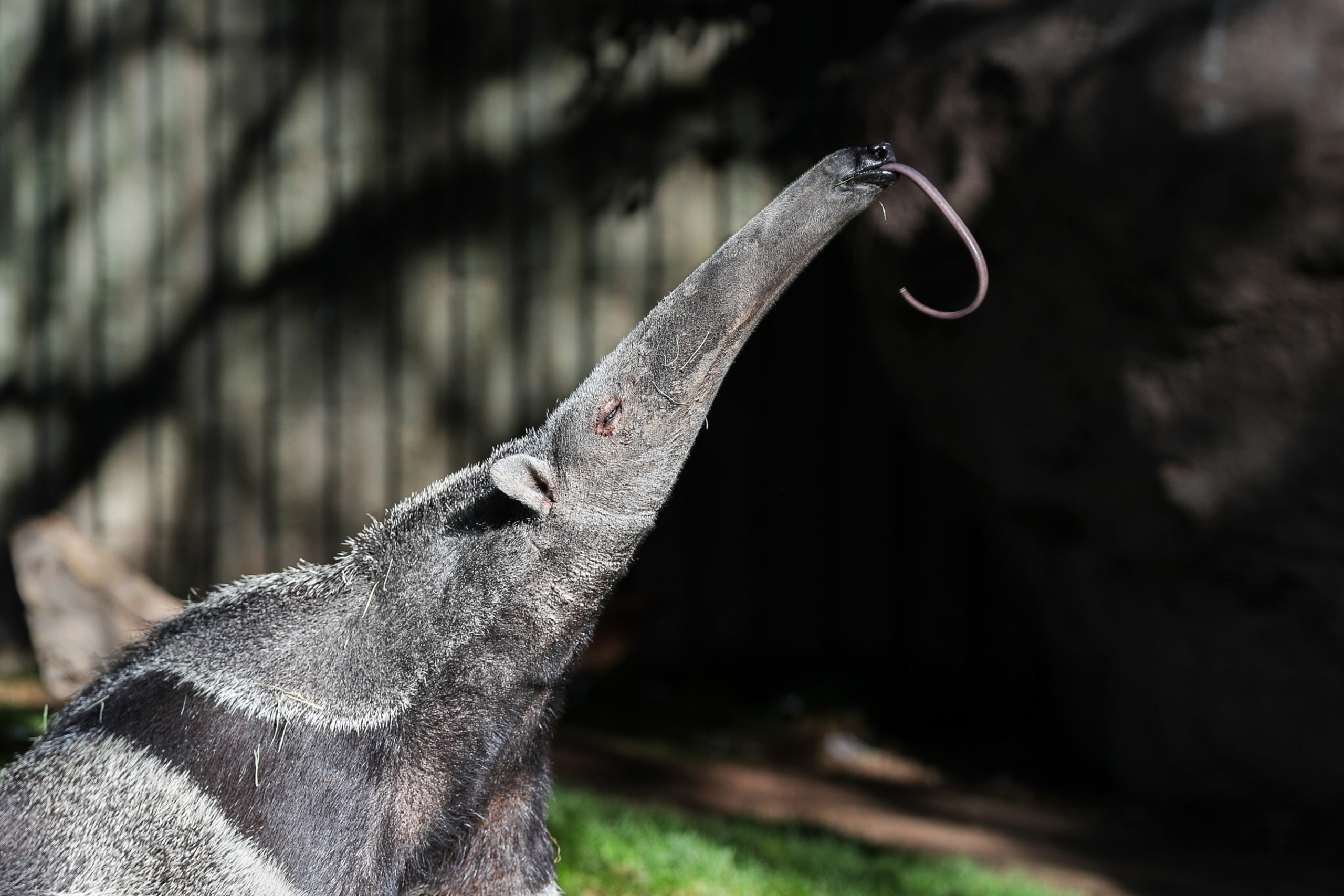 World Anteater Day 2021