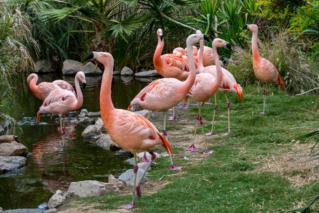 Flamingo2679az