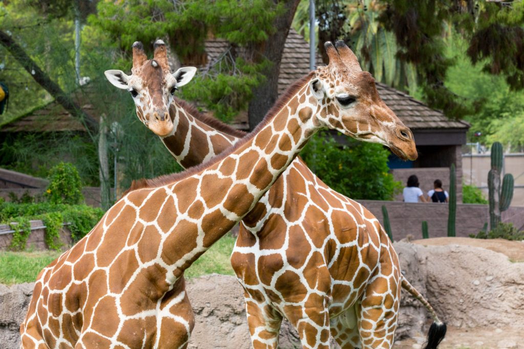 Giraffe crossed necks