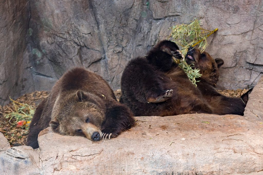 Grizzlybear0791z