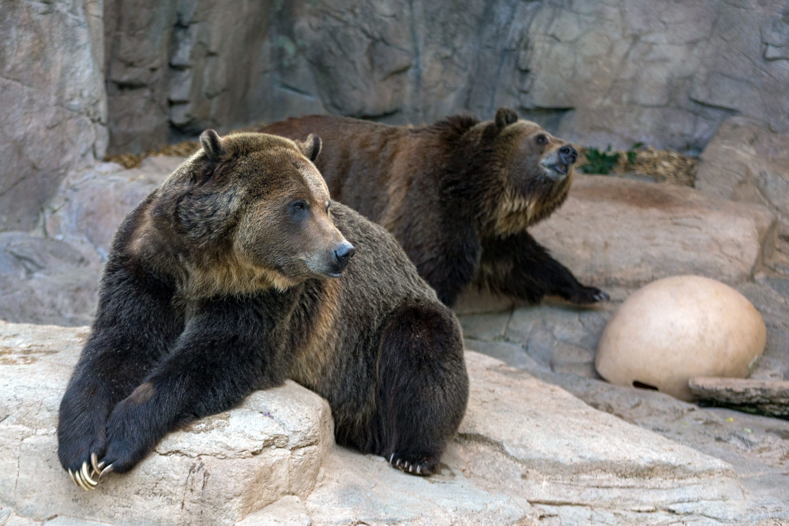 Do Our Bears Hibernate?