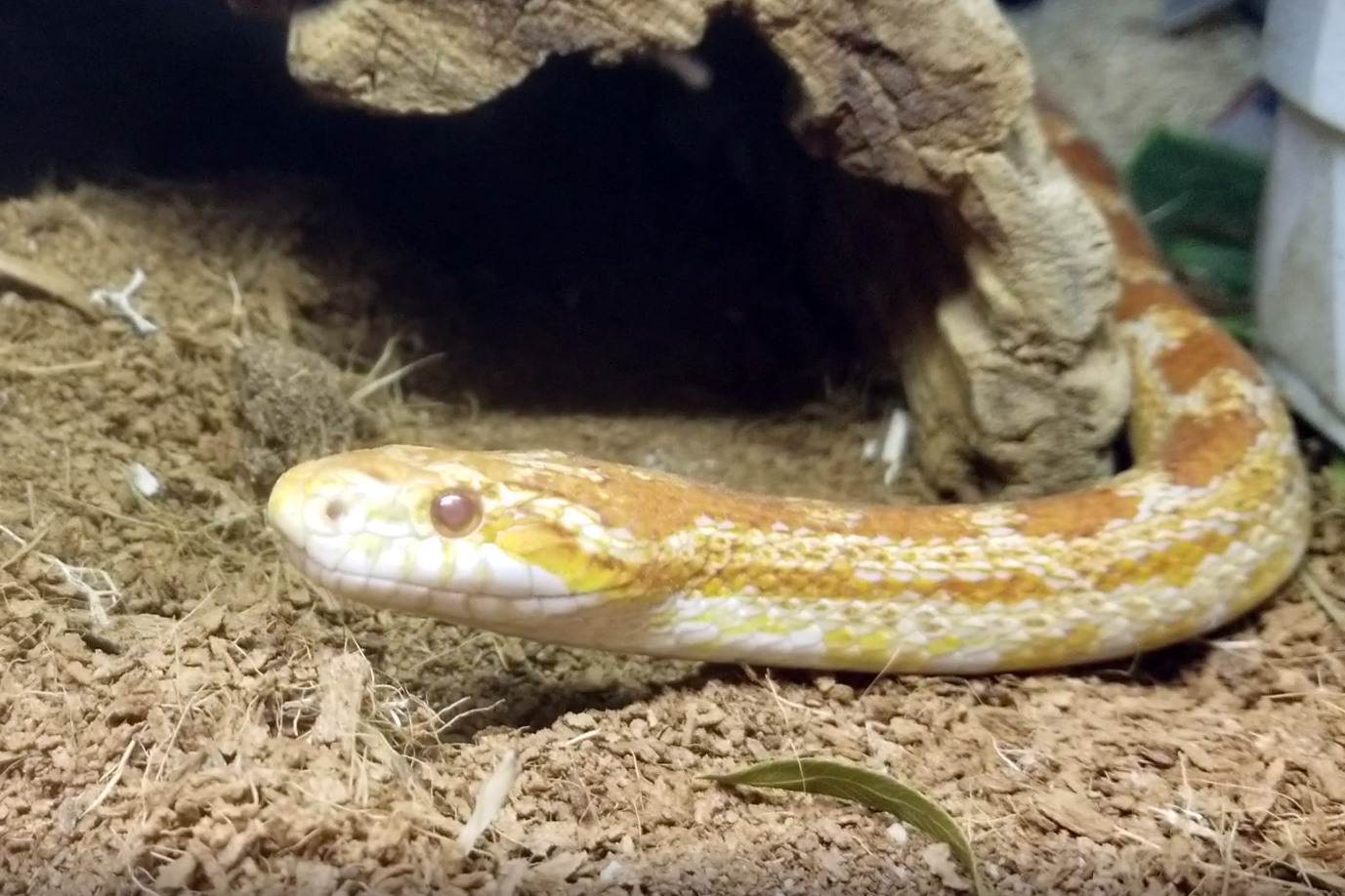 Why Do Snakes Flick Their Tongue? | Reid Park Zoo