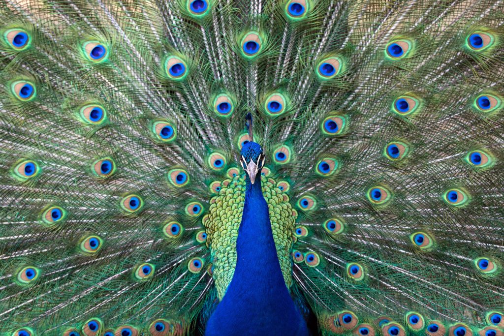 Peacock5557z
