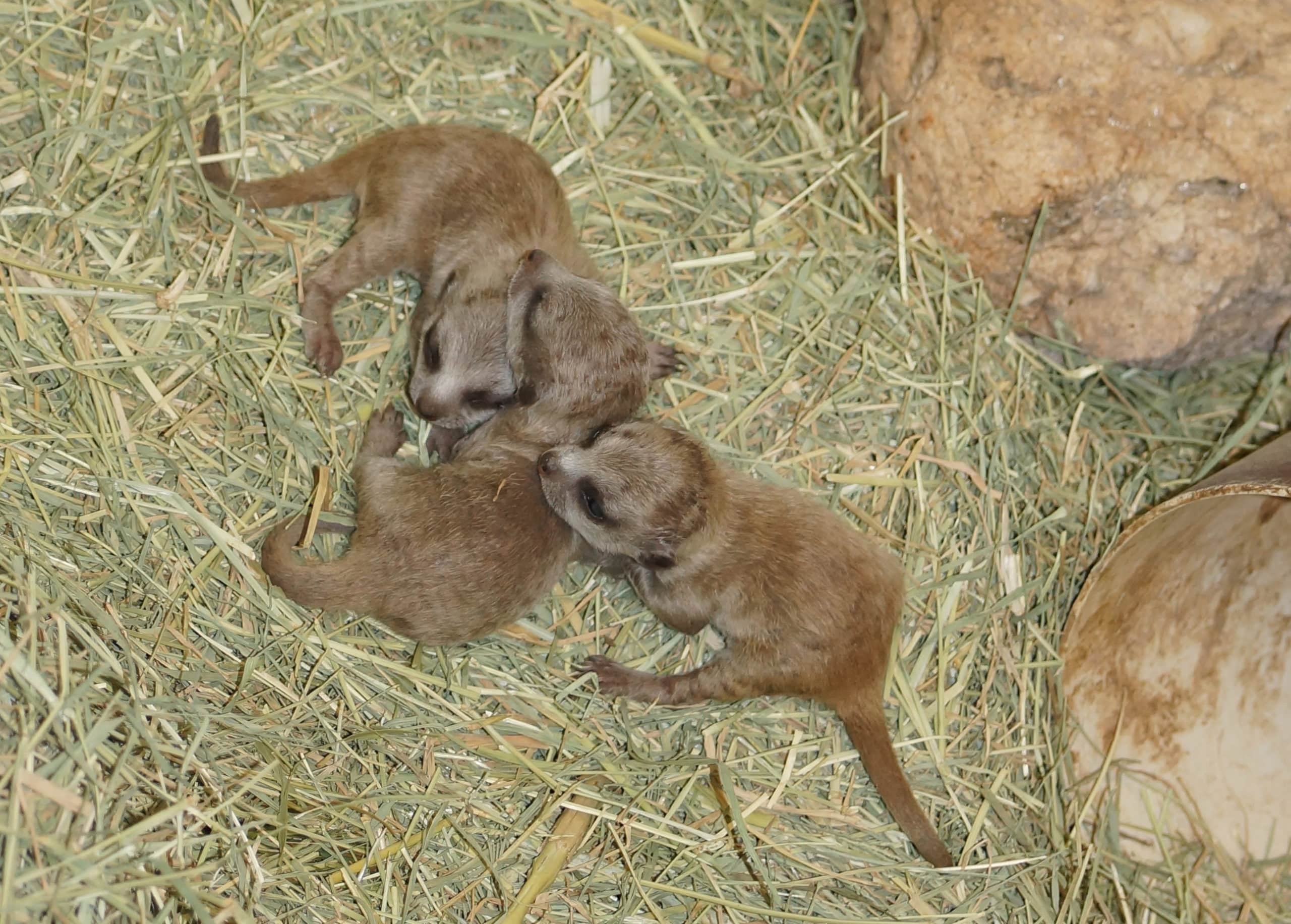 New Addition to the Mob: Reid Park Zoo Welcomes Meerkat Pups