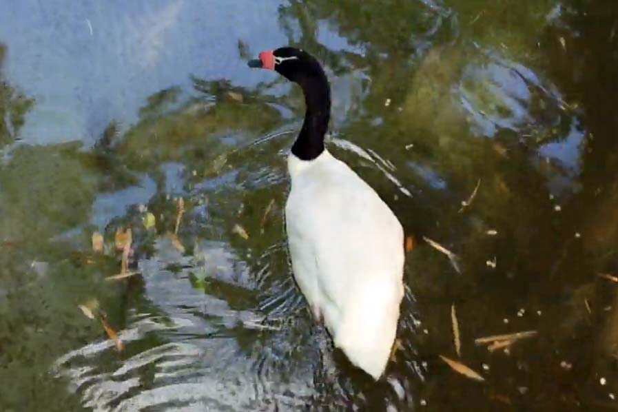 Swan thumbnail