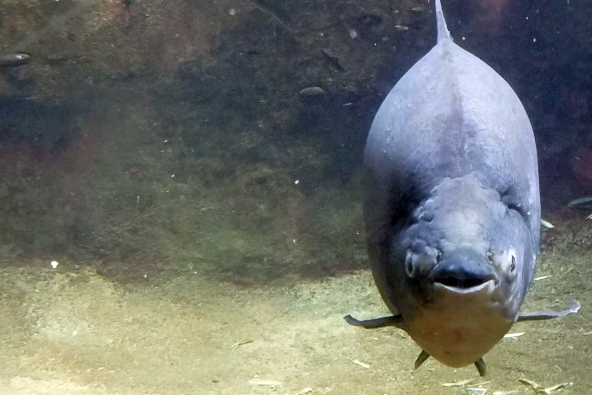 up-close-with-pacu-fish-reid-park-zoo