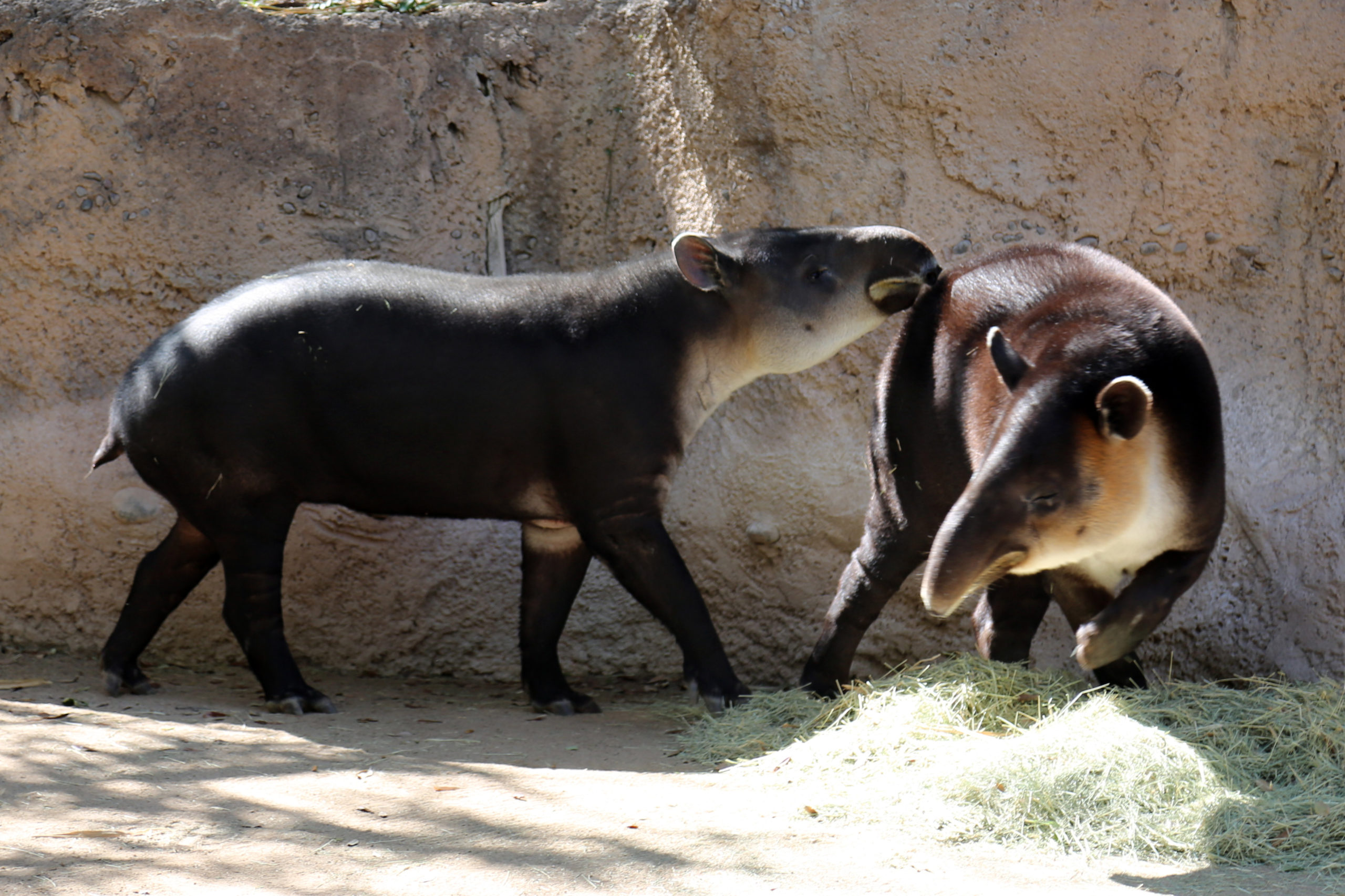 It Takes Two Tapirs to Tango