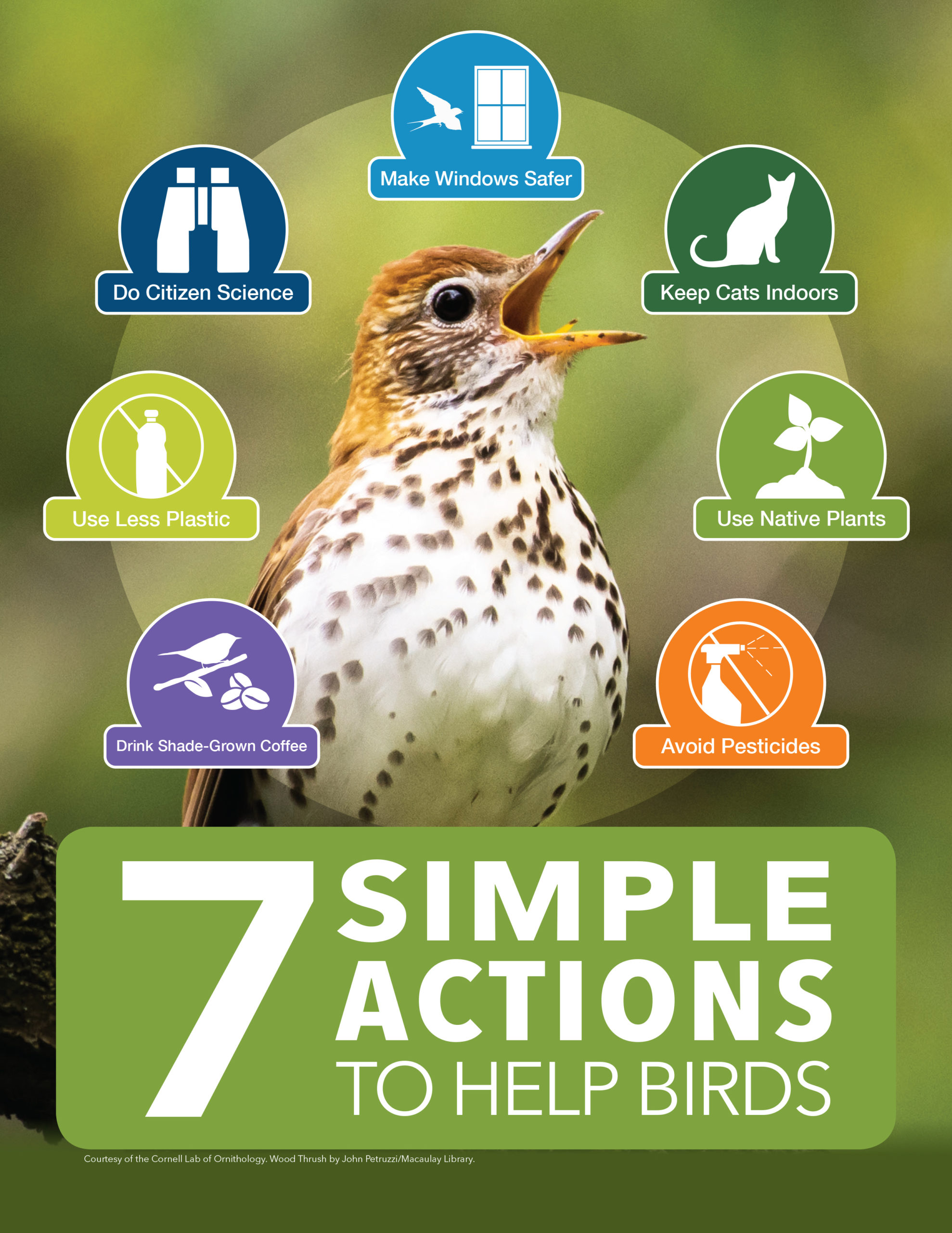 7 Simple Actions to Help Birds