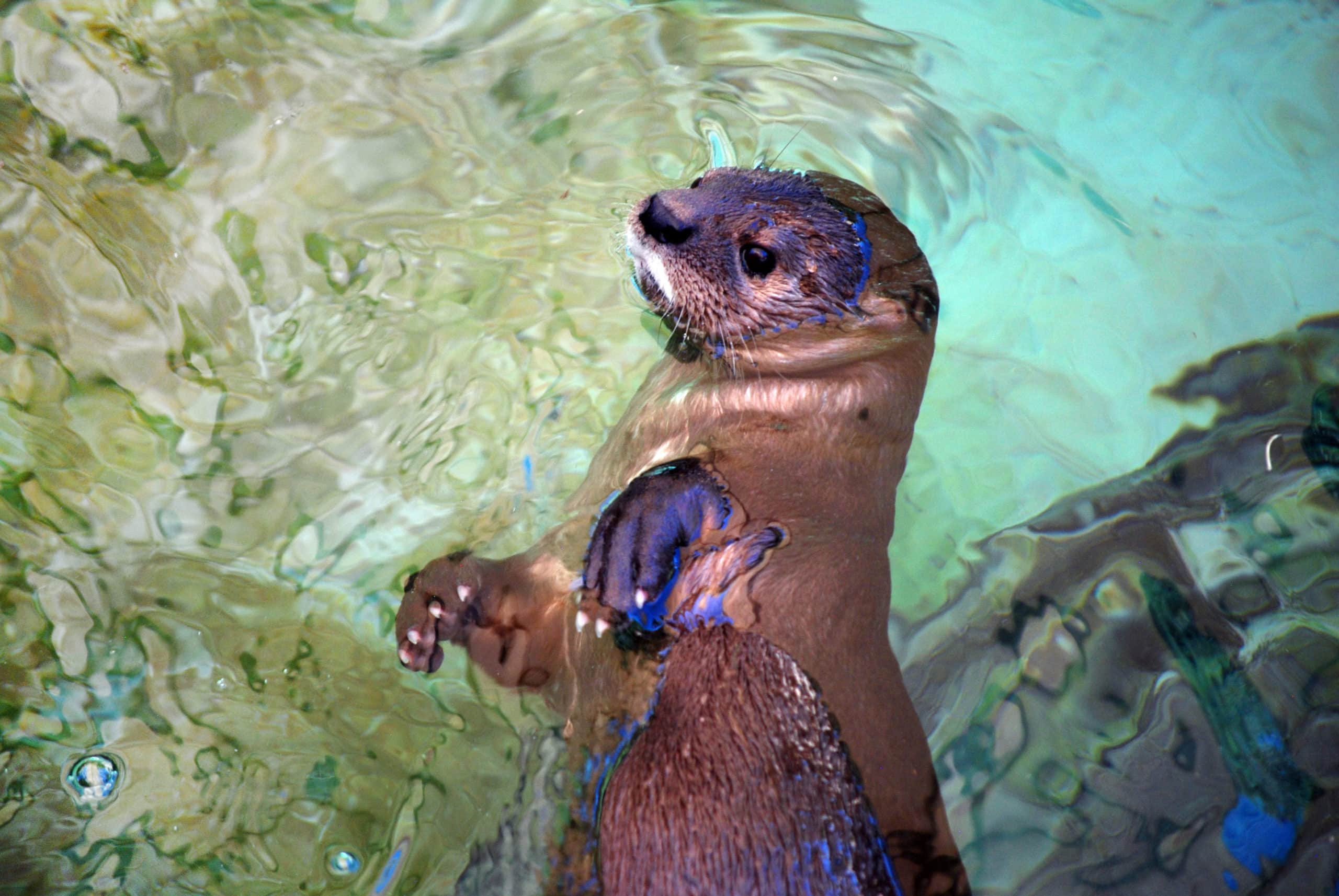 World Otter Day