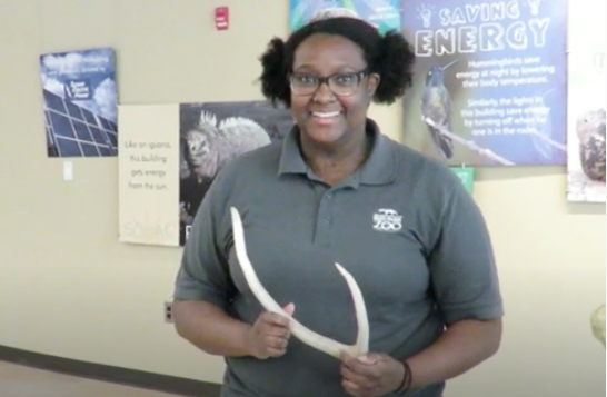 Antlers & Ossicones