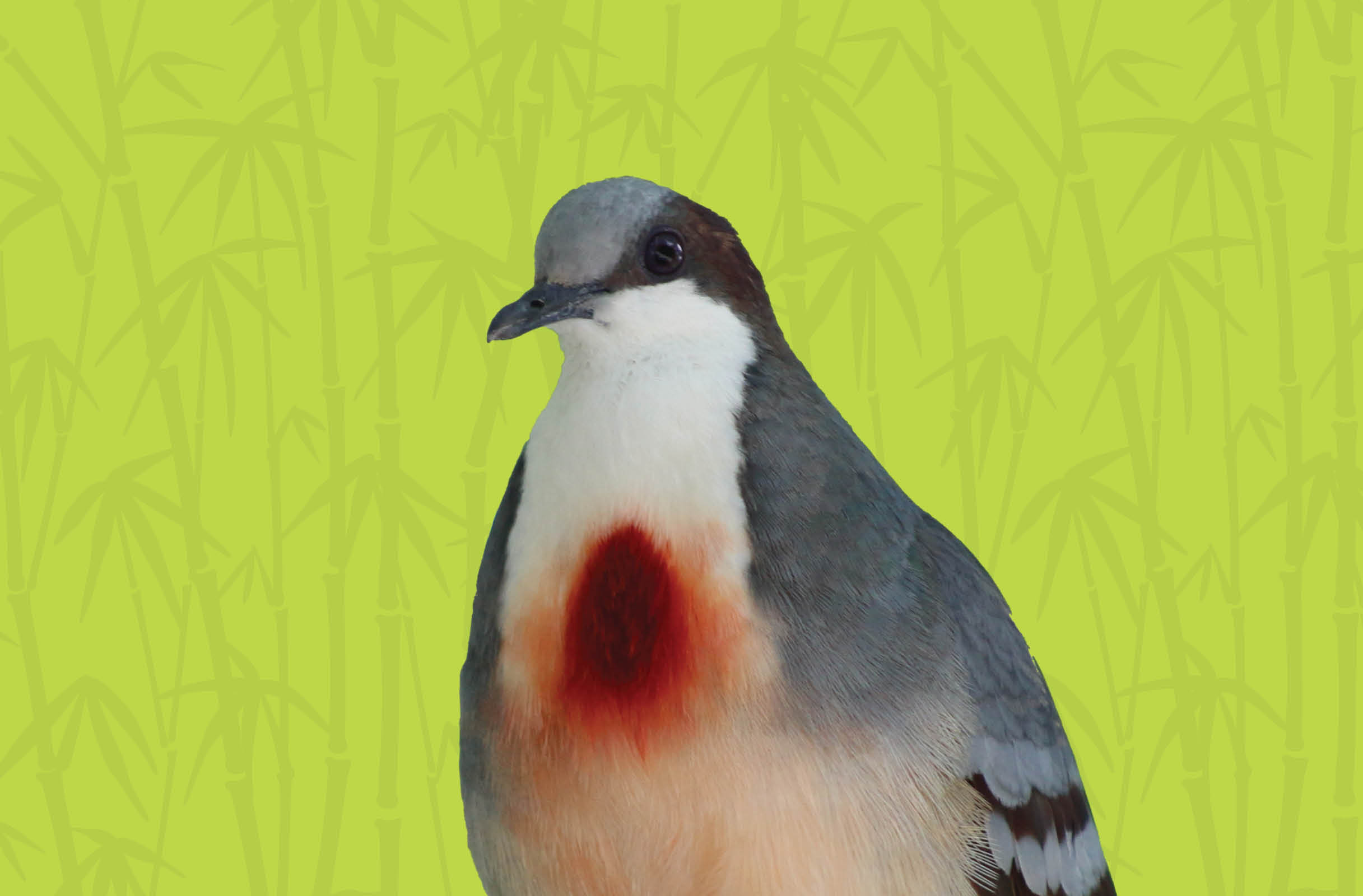 Activity Page: Bleeding Heart Dove Maze