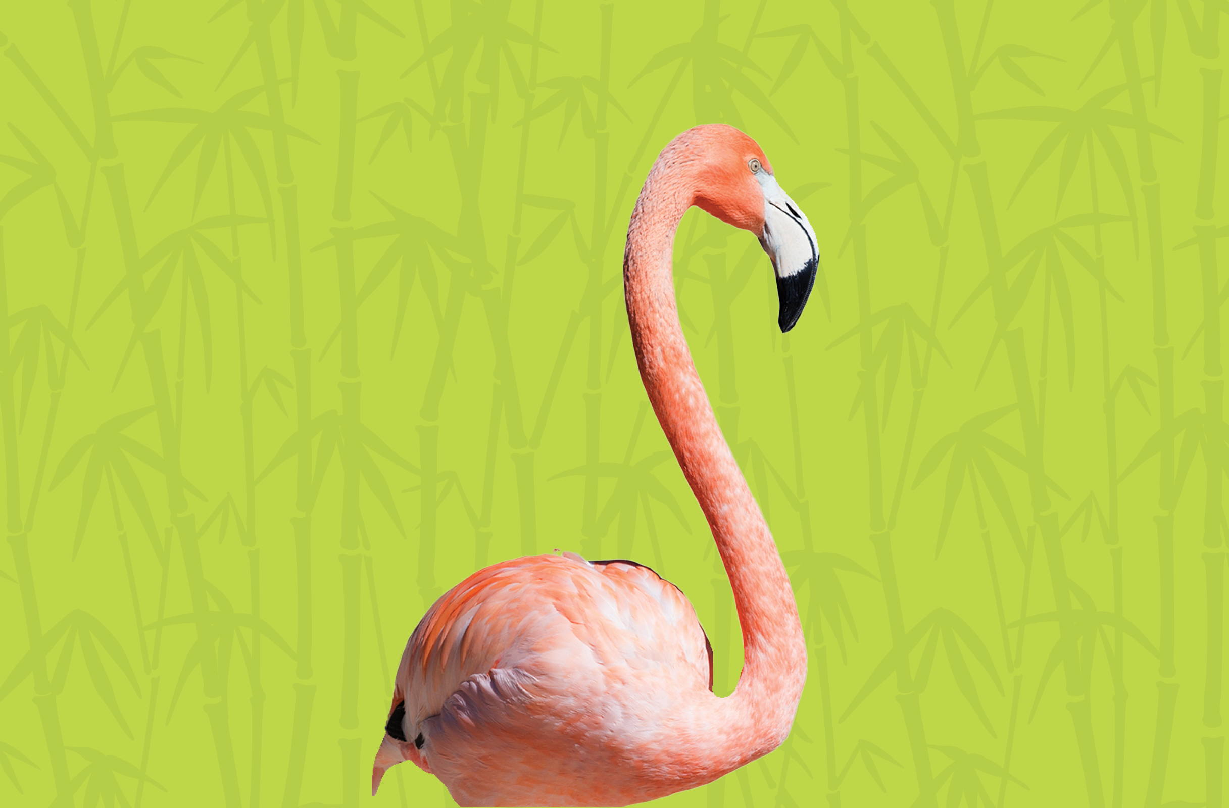 Activity Page: Flamingo Count